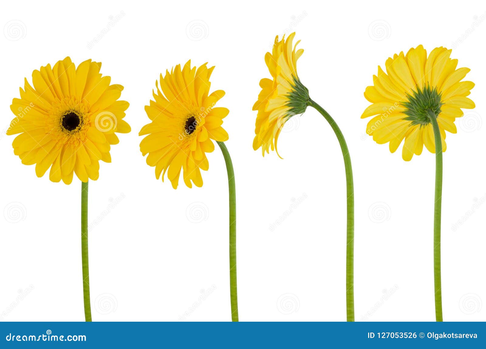 Four Yellow Flower Gerberas on a Stem Isolated on White Background ...