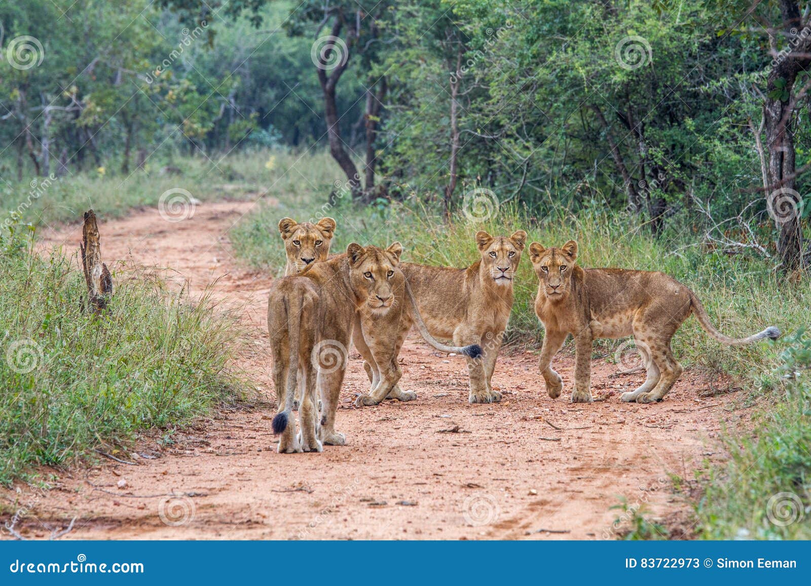 Four Young Lions Starring at the , Cat, Wild, Lion, Wildlife, Nature, Feline, Carnivore, African, Dangerous, Leo, Big Stock Image - Image of african, dangerous: 83722973 Four Young Lions Starring at the , Cat, Wild, Lion, Wildlife, Nature, Feline, Carnivore, African, Dangerous, Leo, Big Stock Image - Image of african, dangerous: 83722973