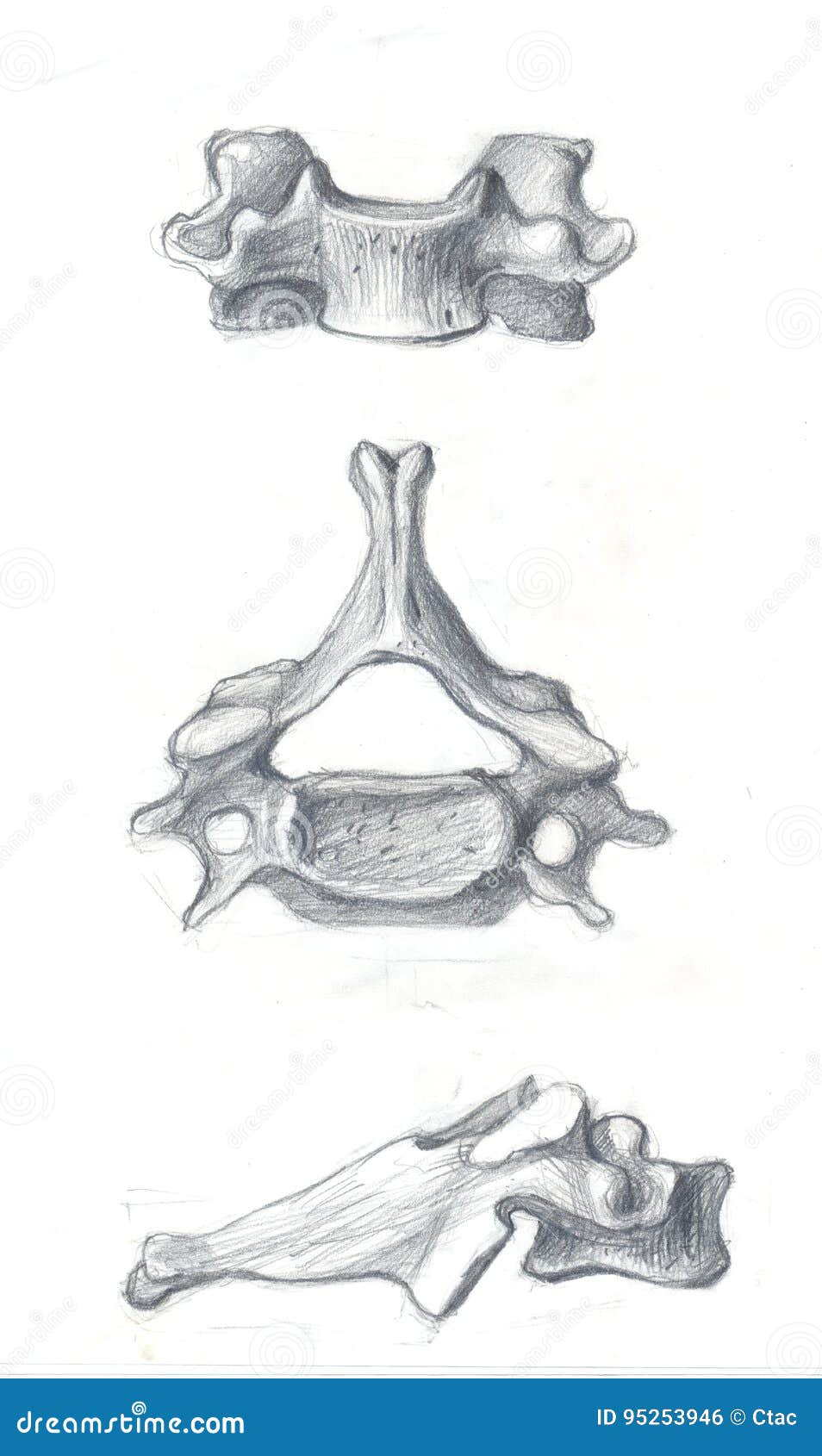 Cervical Vertebra Vector Illustration 30338942