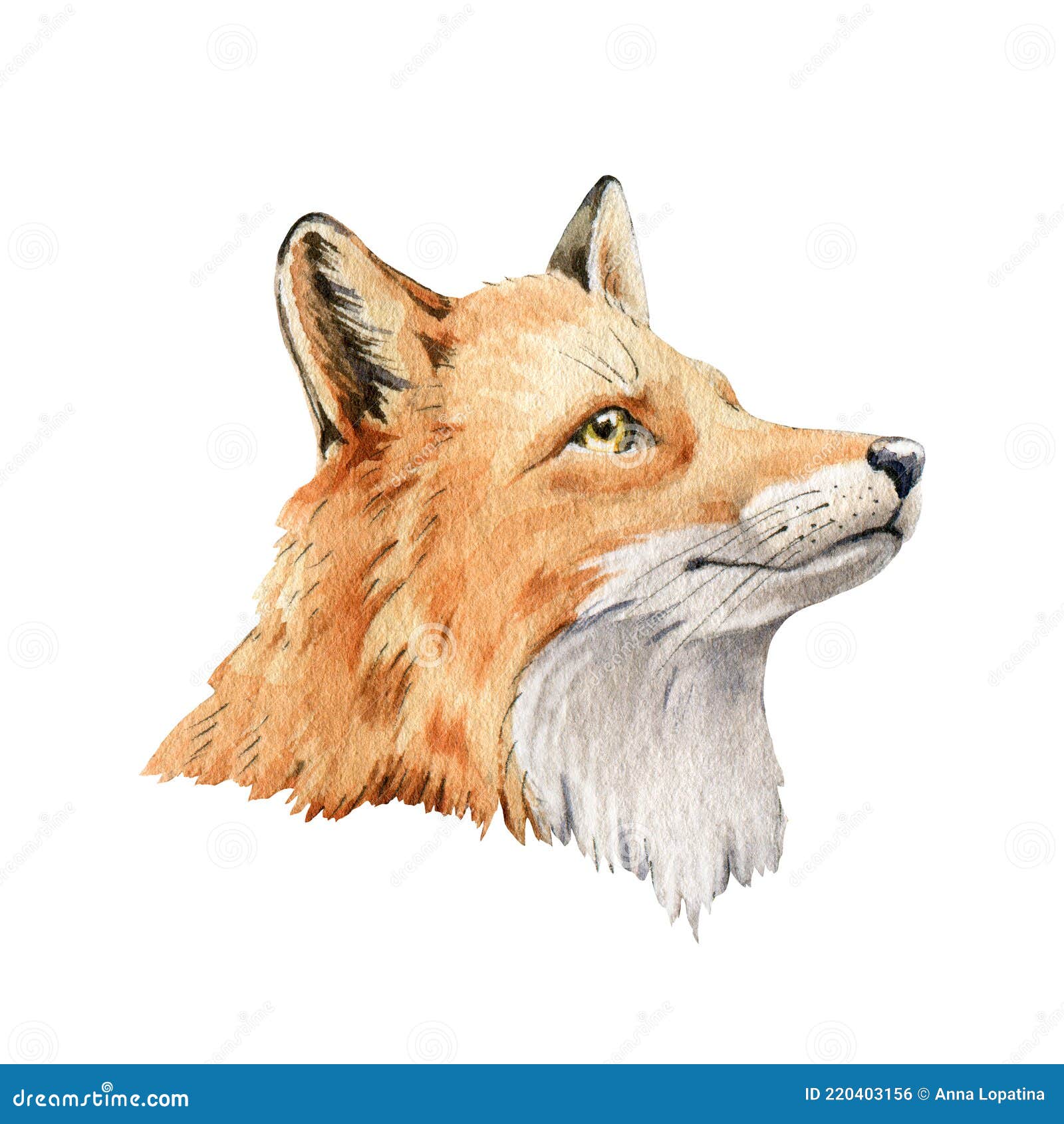 Fox Animal Portrait. Watercolor Illustration. Wild Red Fox Face. Wildlife Furry Animal with Red Fluffy Fur Stock Illustration - Illustration of mammal, tail: 220403156
