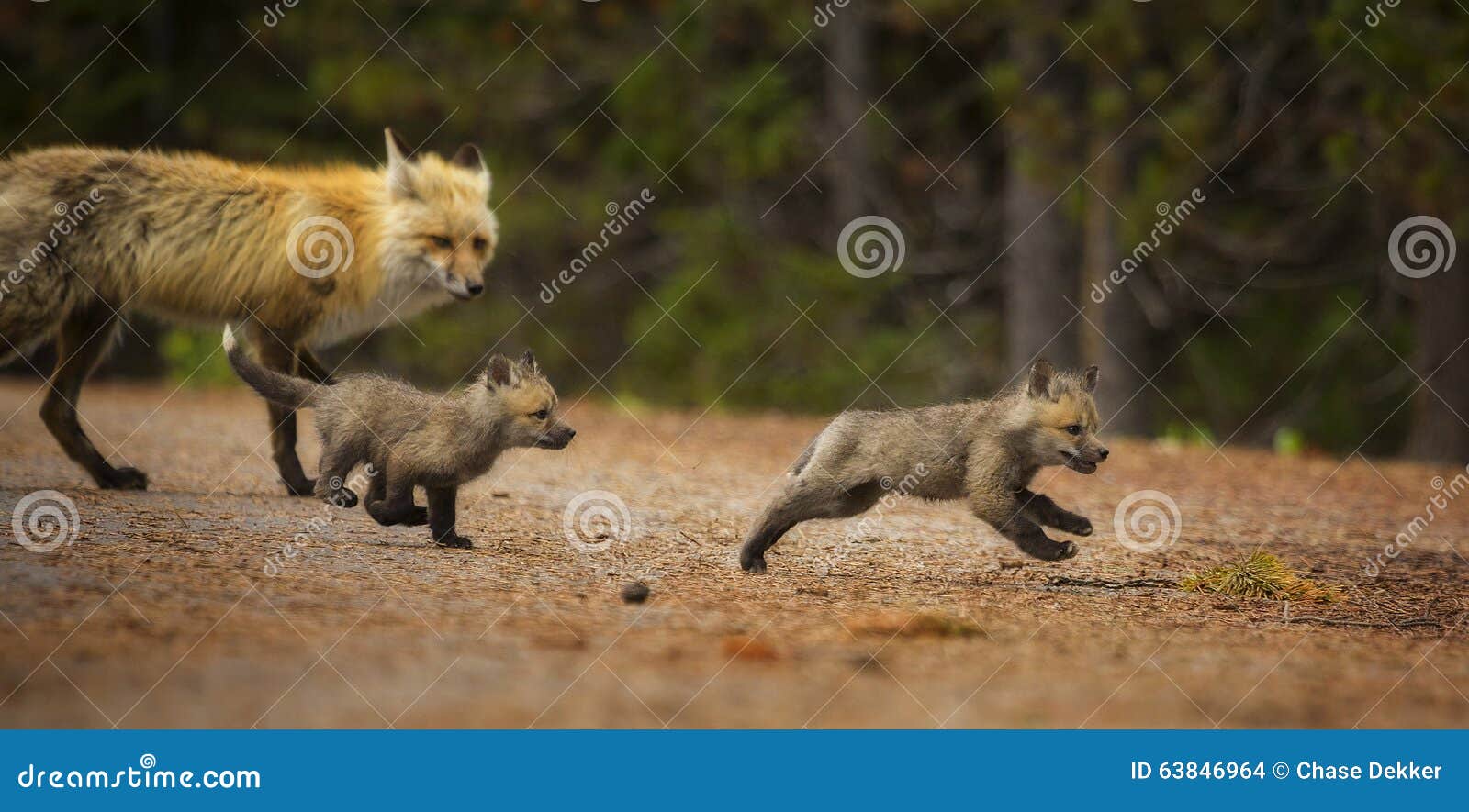 fox chase