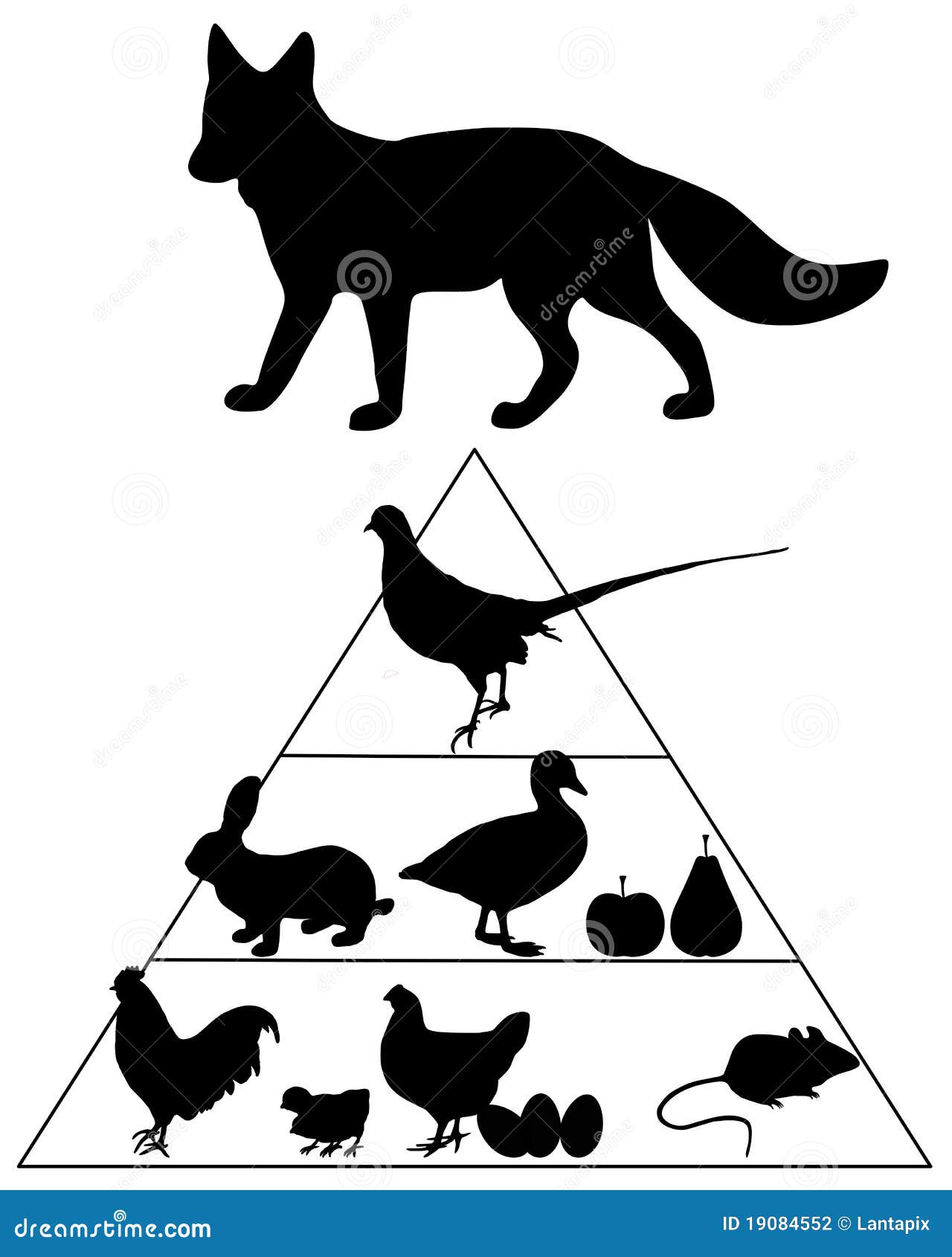Fox Food Guide Pyramid Stock Photography Biology Diagrams