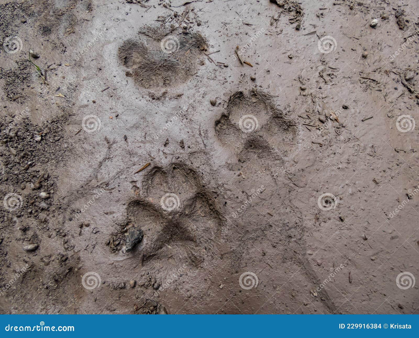 Fox Footprints Vulpes Vulpes in Dried Mud on the Ground in Bright