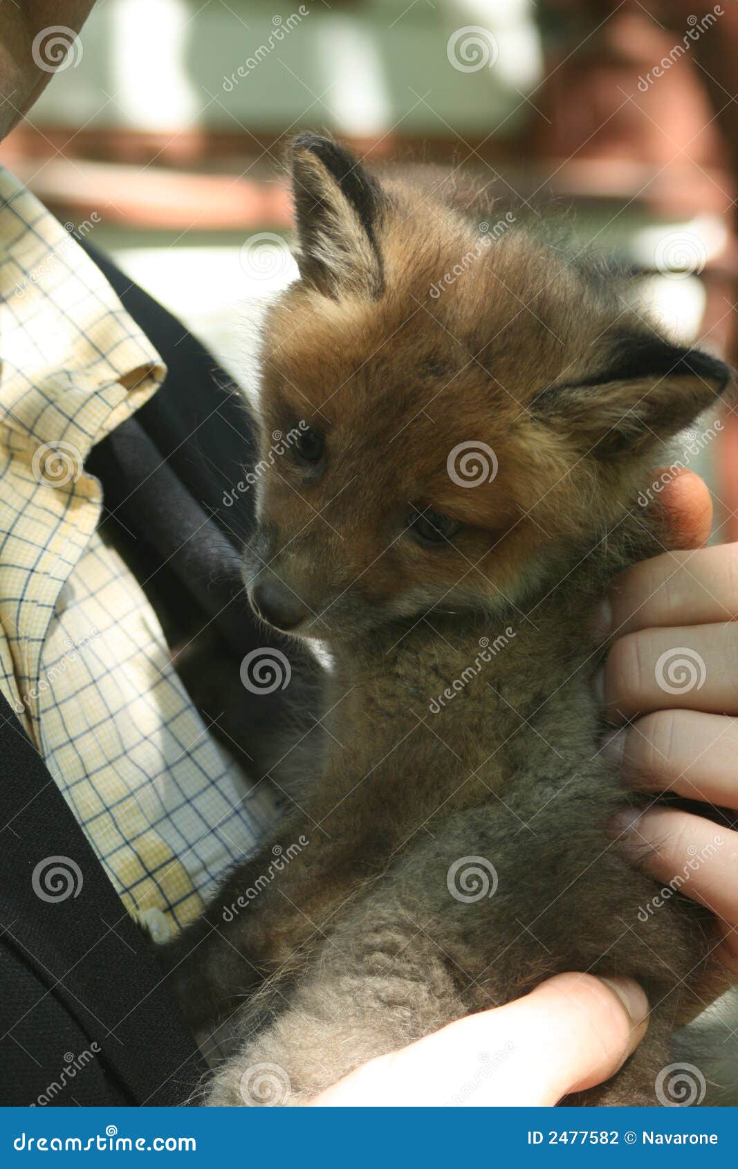 Fox kit stock photo. Image of burrow, skulk, earth, tods 2477582