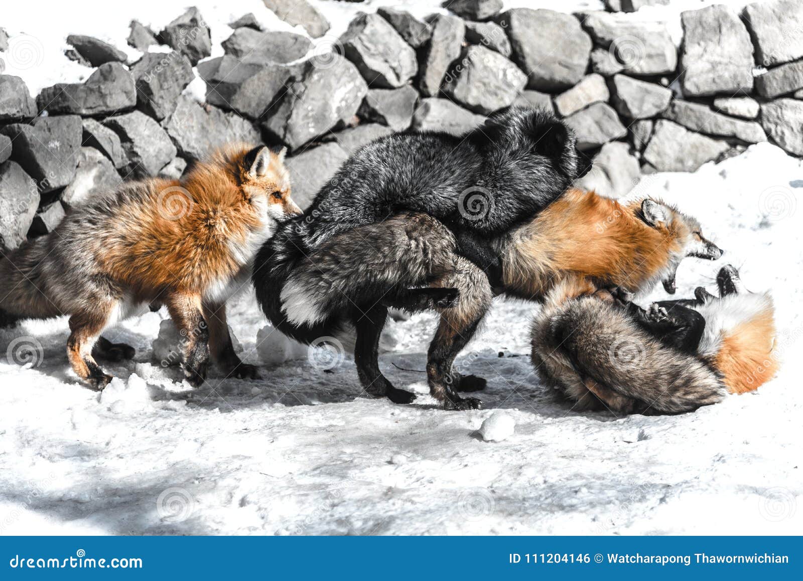 foxes wolves cats art sexual - 121 Best Foxes, Wolves, and ...