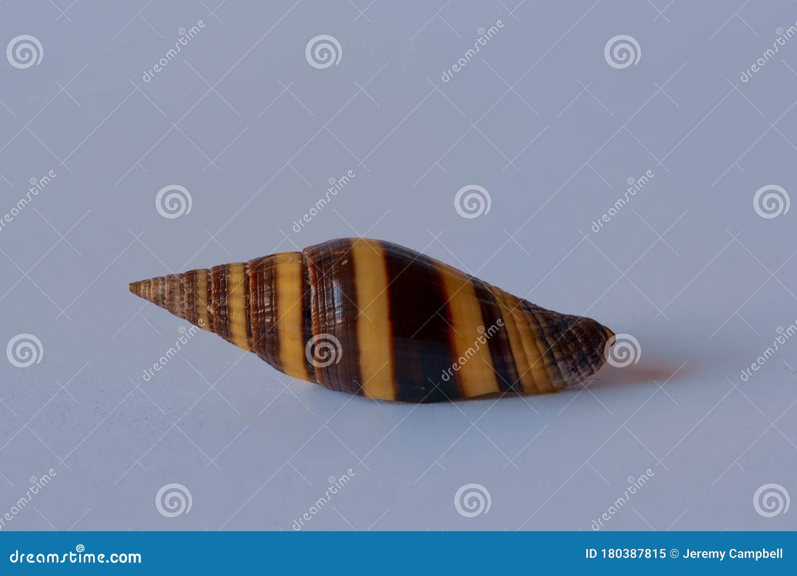 fox miter shell. vexillum vulpecula