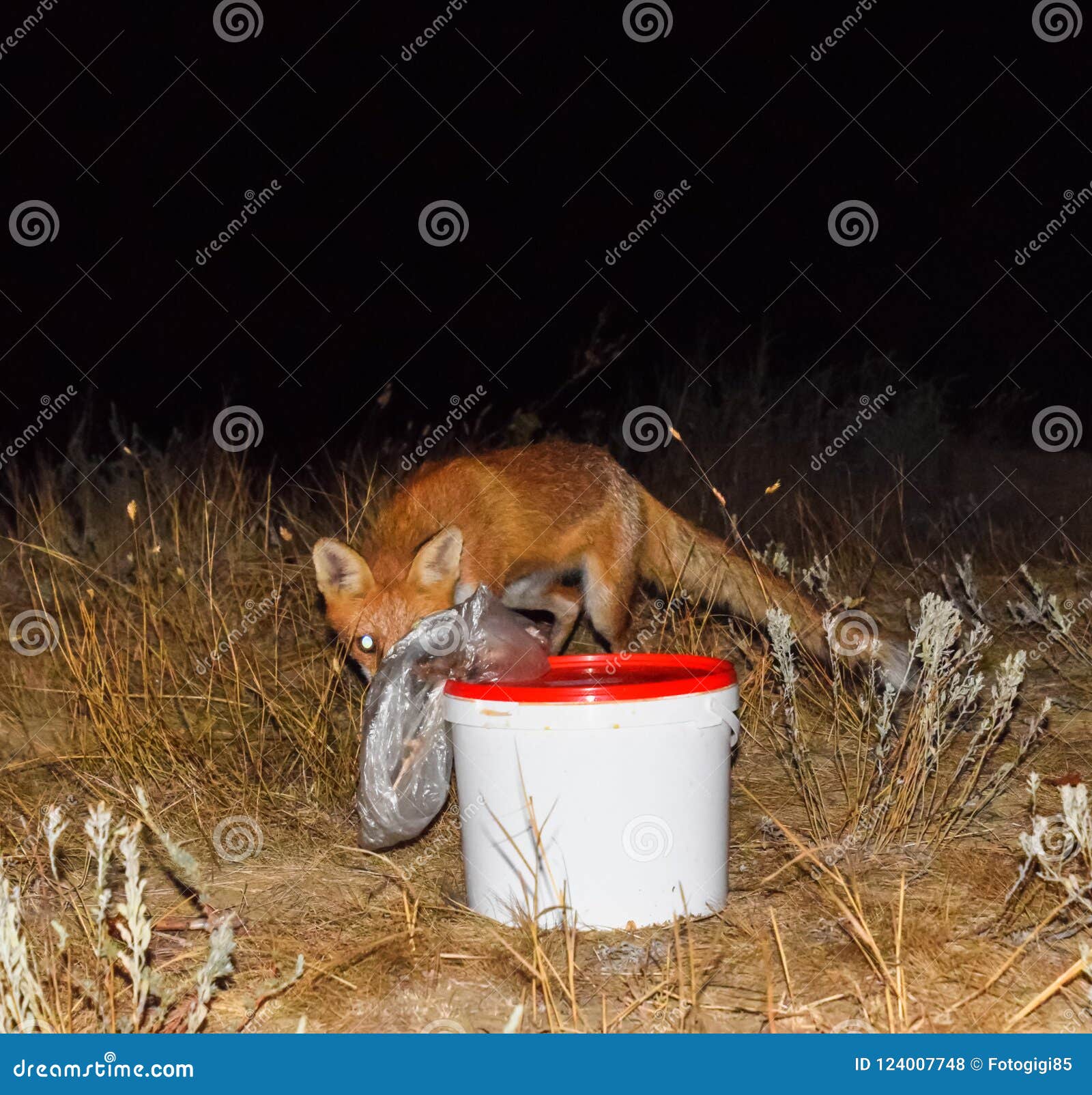 The Fox at Night is Looking for Food. the Fox is Next To a White Stock