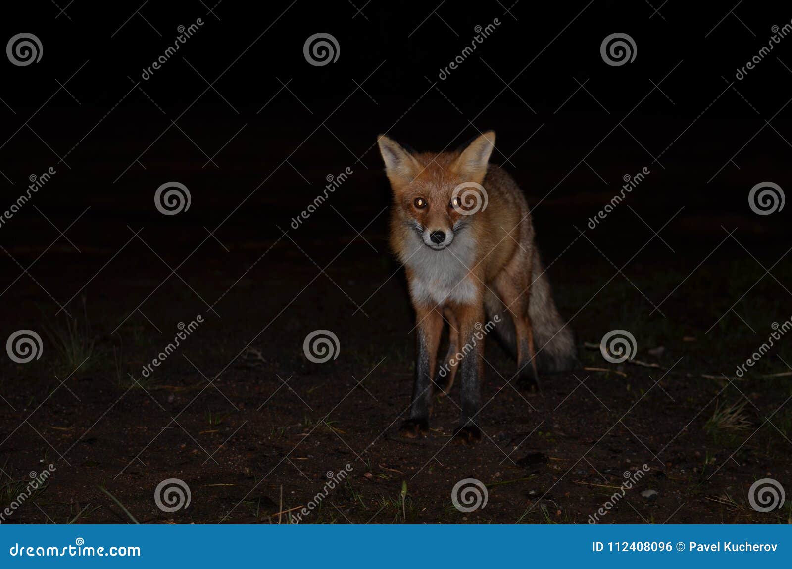 fox sounds at night fox sounds at night