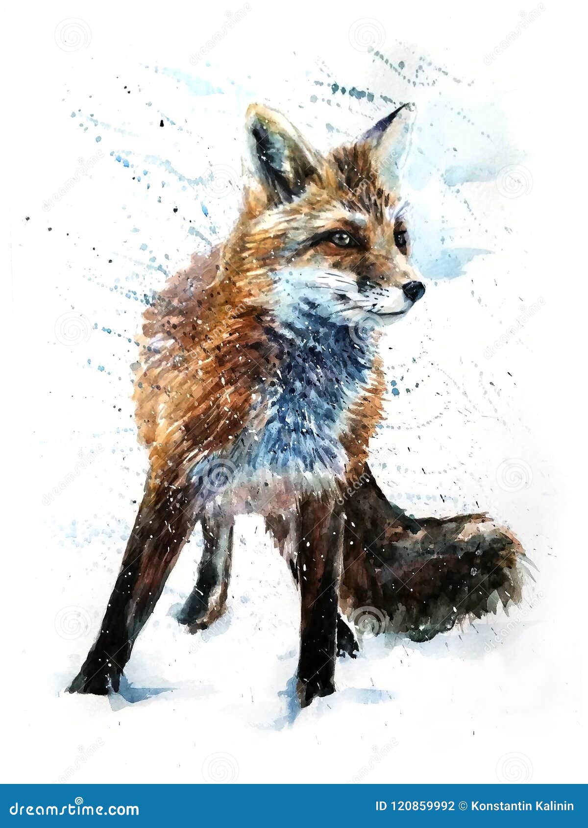 fox predator watercolor painting drawing