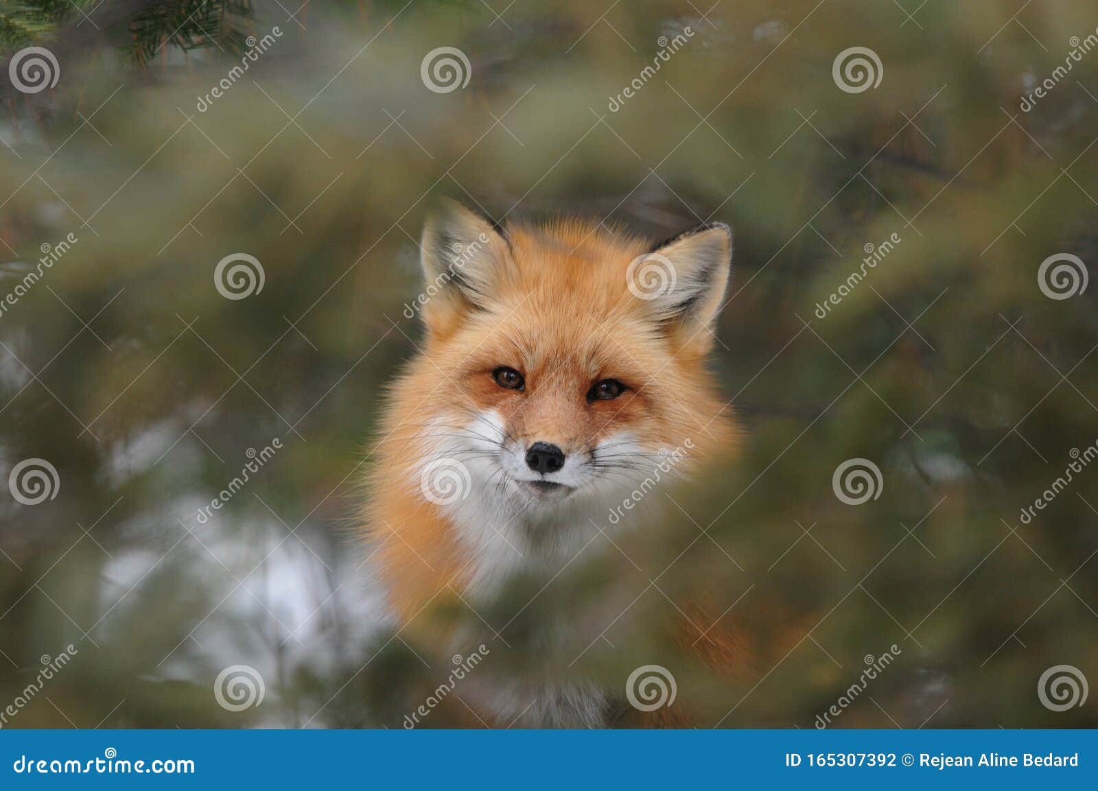 Fox Red Fox AnimalStock Photo. Fox Red Fox Animal Head Close-up