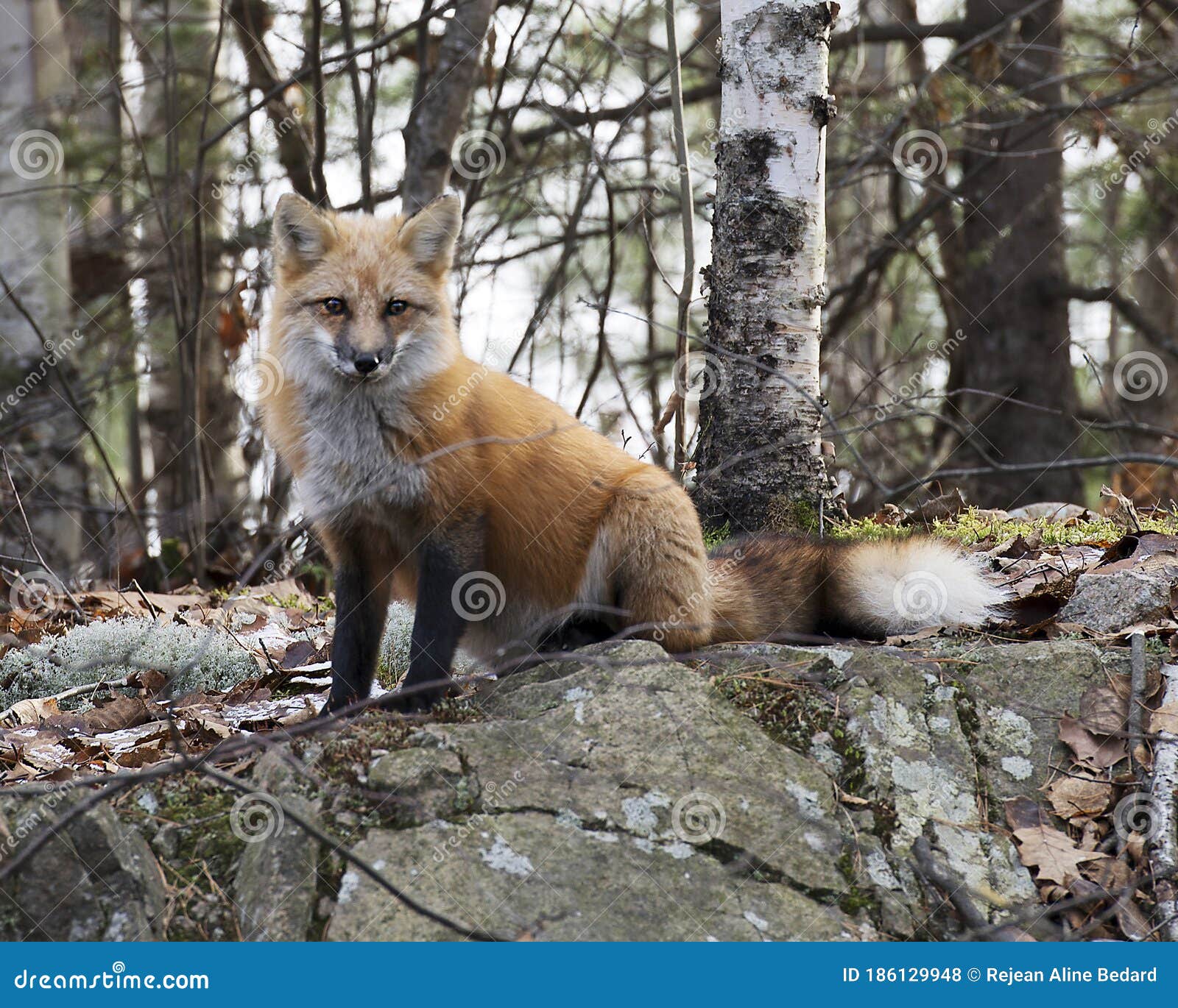 Fox Red Fox Stock Photo Fox Sitting On A Rock In The Forest Picture
