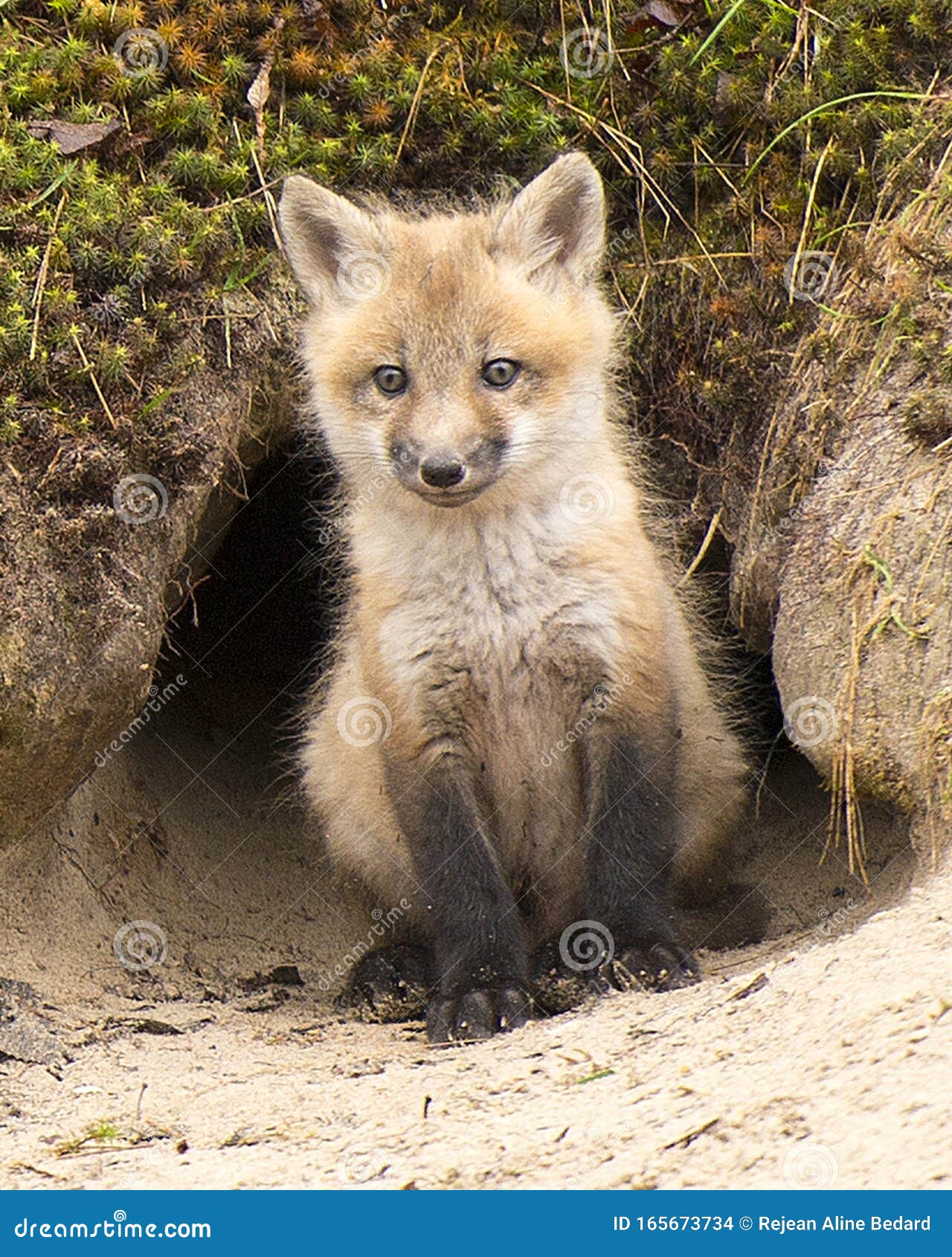 Fox Red Fox Animal Photo. Baby Fox Red Fox Animal Close-up Profile View at the Entrance of the Den Hole. Stock Photo - Image of calendar, moss: 165673734 Fox Red Fox Animal Photo. Baby Fox Red Fox Animal Close-up Profile View at the Entrance of the Den Hole. Stock Photo - Image of calendar, moss: 165673734