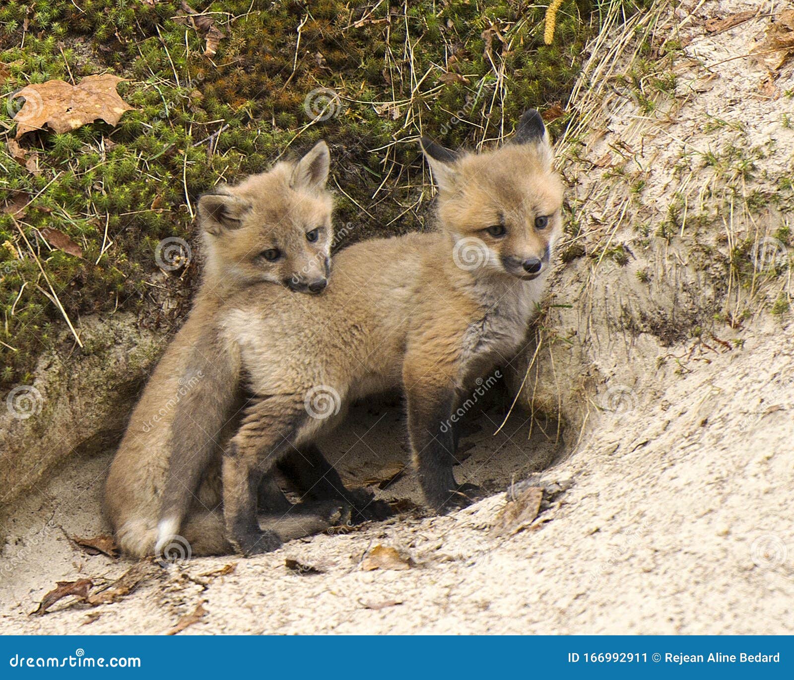 Fox Red Fox Stock Photo. Baby Foxes. Fox Mother and Kids Baby Fox in the  Forest. Picture. Image. Portrait. Photo Stock Image - Image of eyes, nose:  166992911