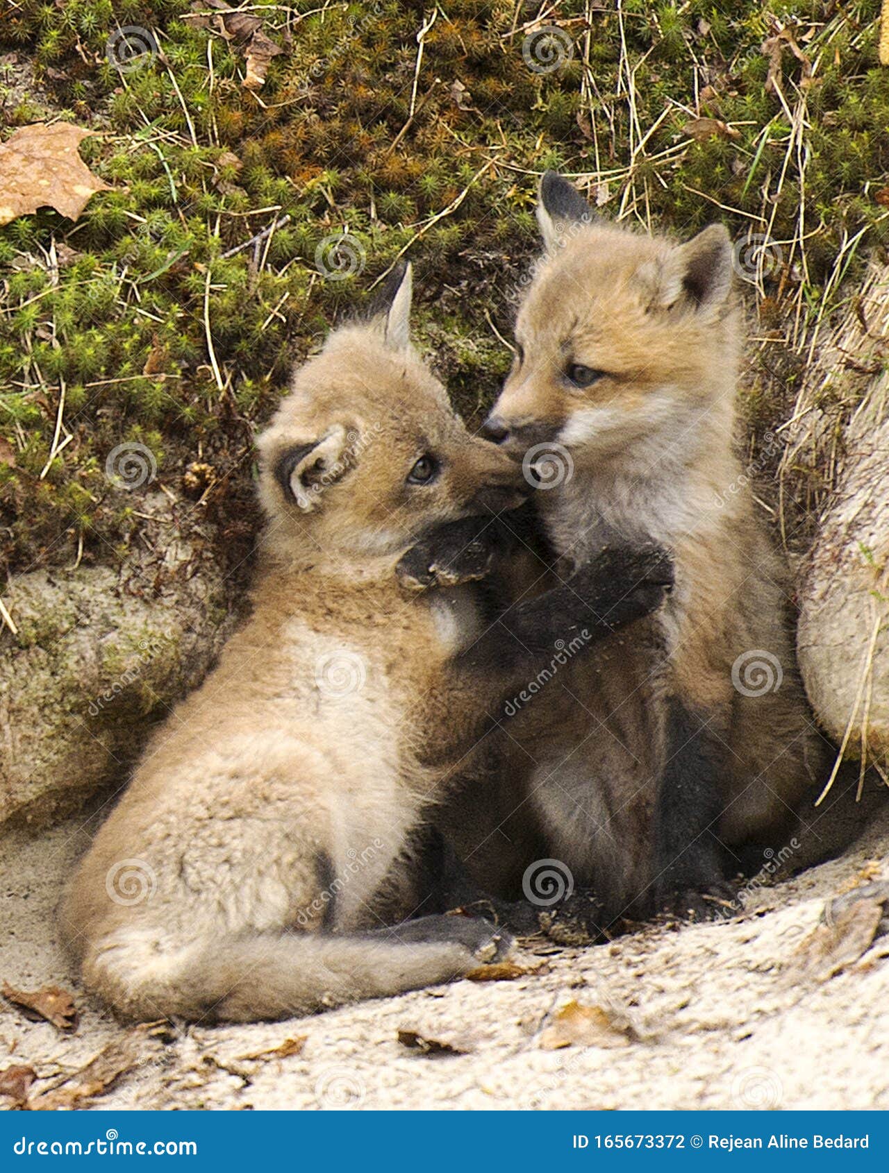 Fox Red Fox Animal Photo. Baby Foxes Animal. Red Fox Baby Fox in the Forest  Stock Photo - Image of forest, hole: 165673372