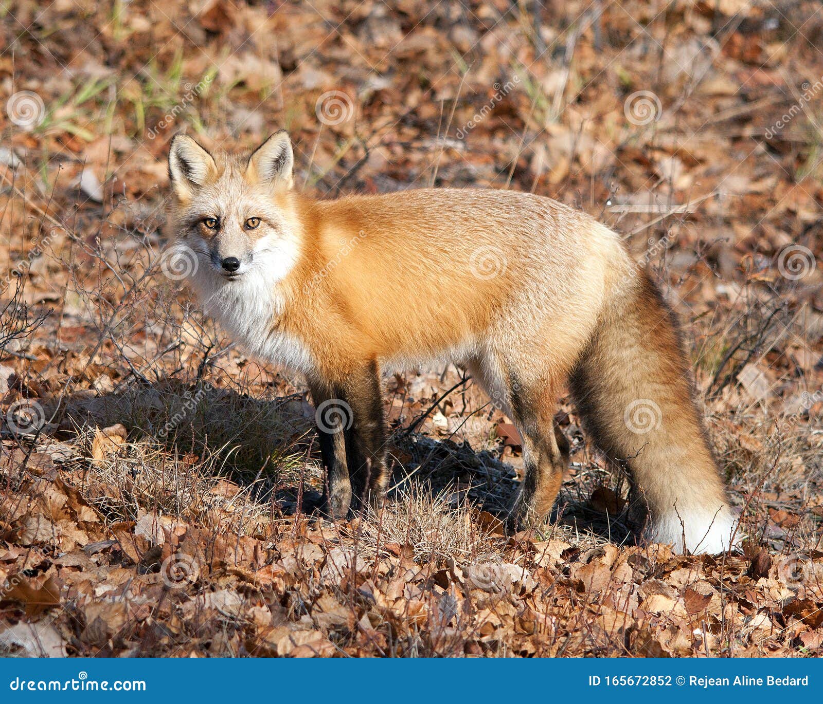 Fox Red Fox Animal Stock Photo. Fox Animal Close-up Profile View in the  Forest Stock Photo - Image of surrounding, autumn: 165672852
