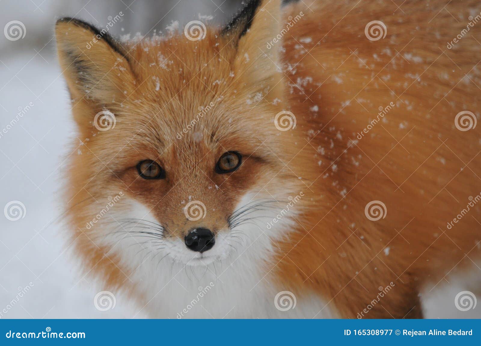 https://thumbs.dreamstime.com/z/fox-red-fox-animalstock-photo-fox-red-fox-animal-head-close-up-profile-view-winter-season-red-fox-head-close-up-profile-fox-165308977.jpg