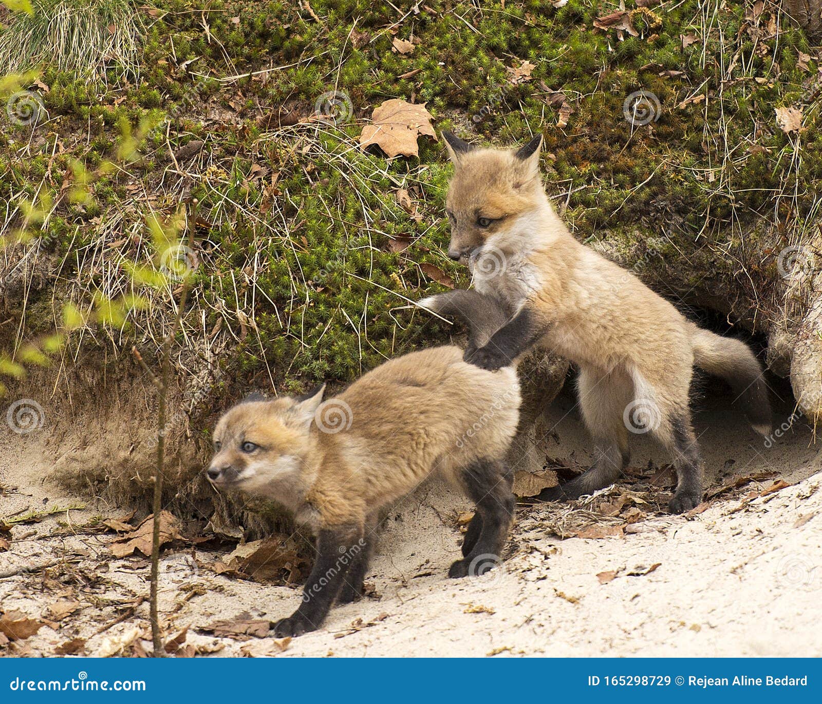 Fox Red Fox Stock Photo. Baby Foxes Wrestling Playing by the Den Hole. Baby  Fox Kit in the Forest Stock Image - Image of screensaver, wild: 165298729