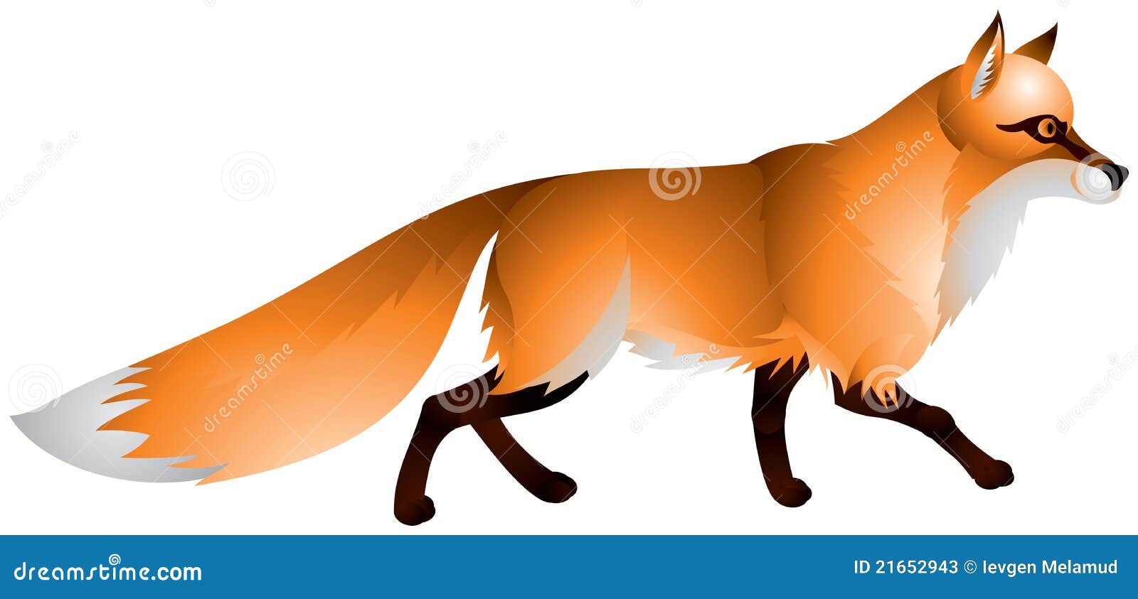 fox with the red fur and a bushy tail