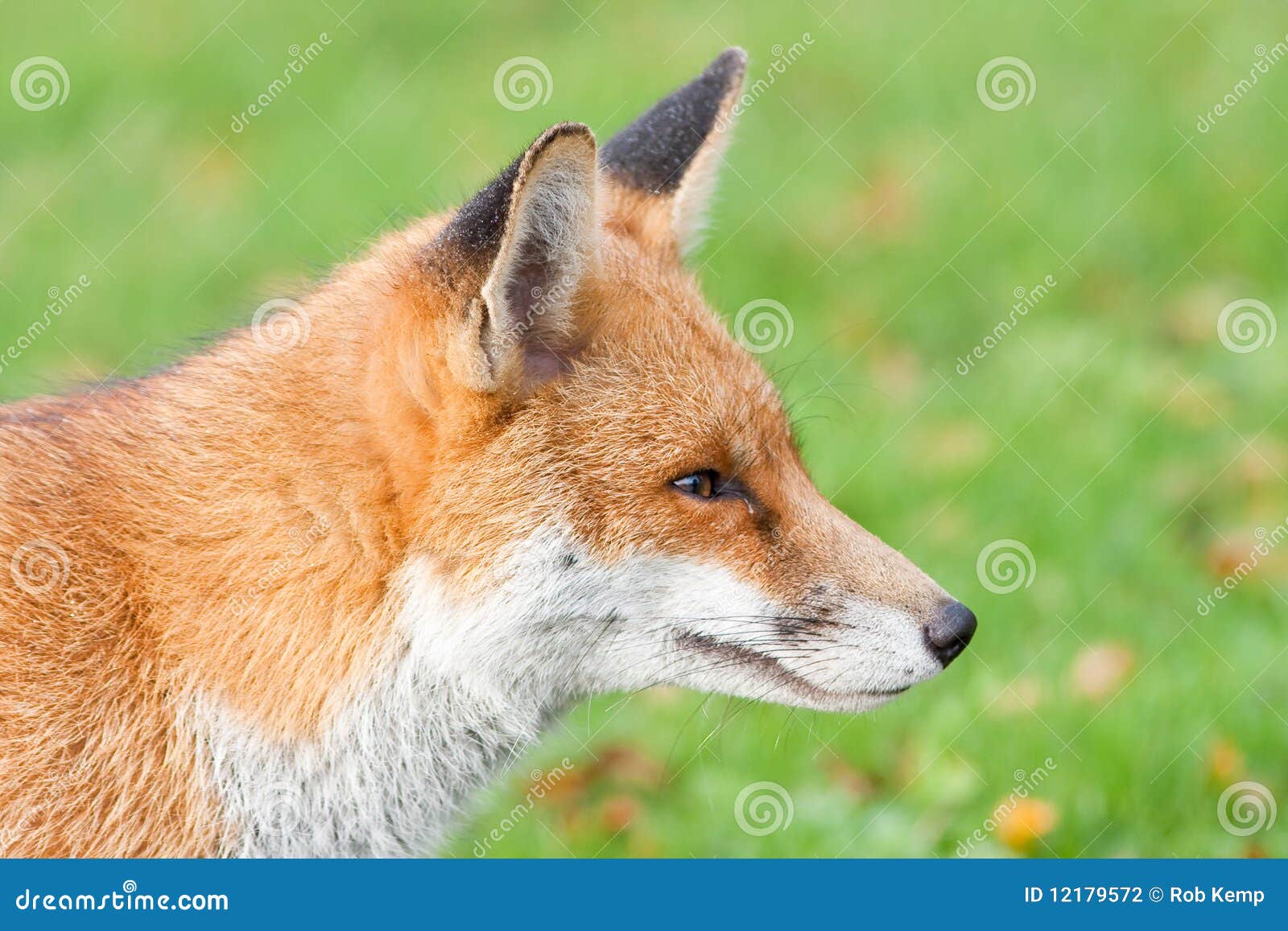Red fox 4. Лиса красного цвета. Красный Лис 4. Fox 04 цвет. Fox head.