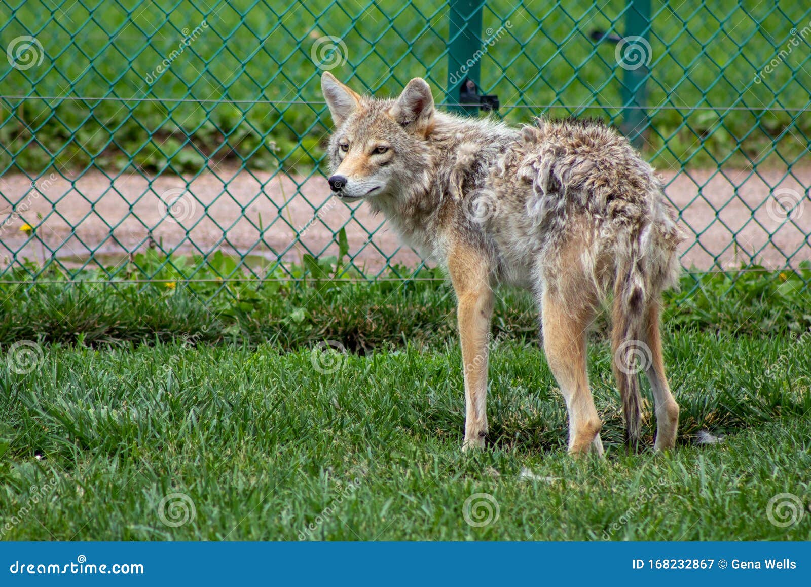 Is My Dog Shedding His Winter Coat