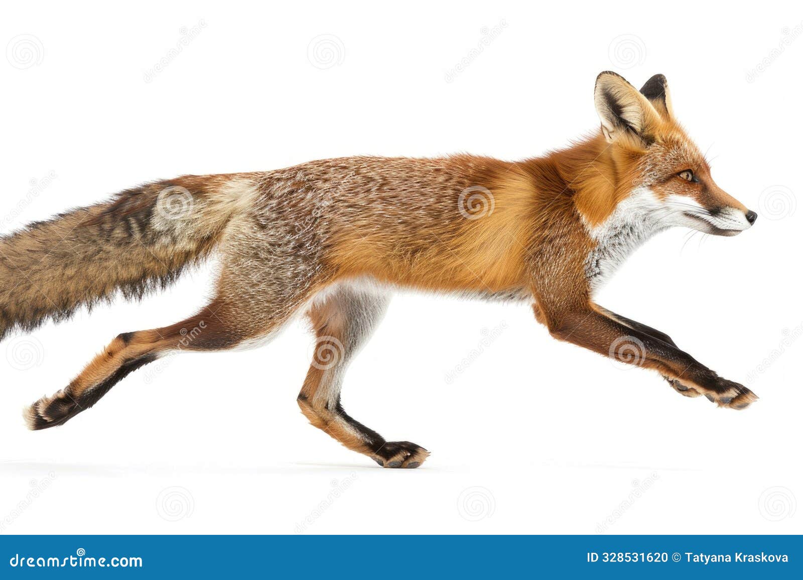a fox sprinting in full motion