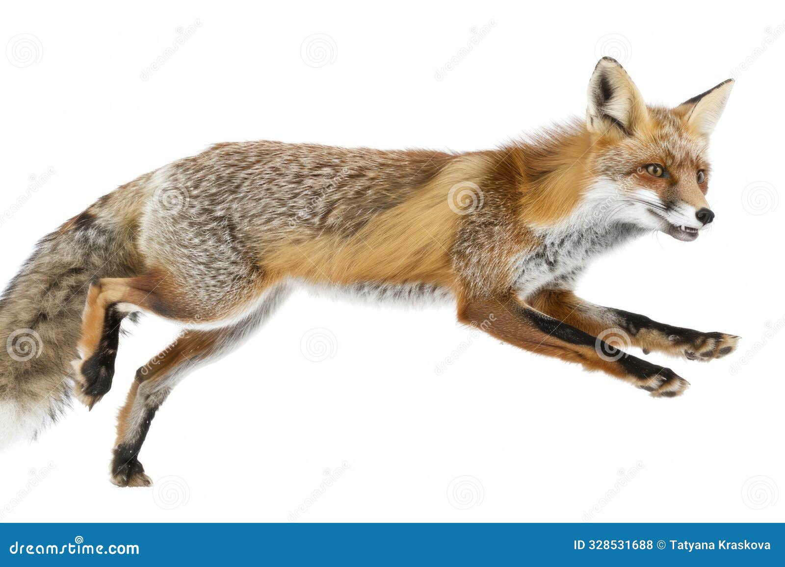 a fox sprinting in full motion