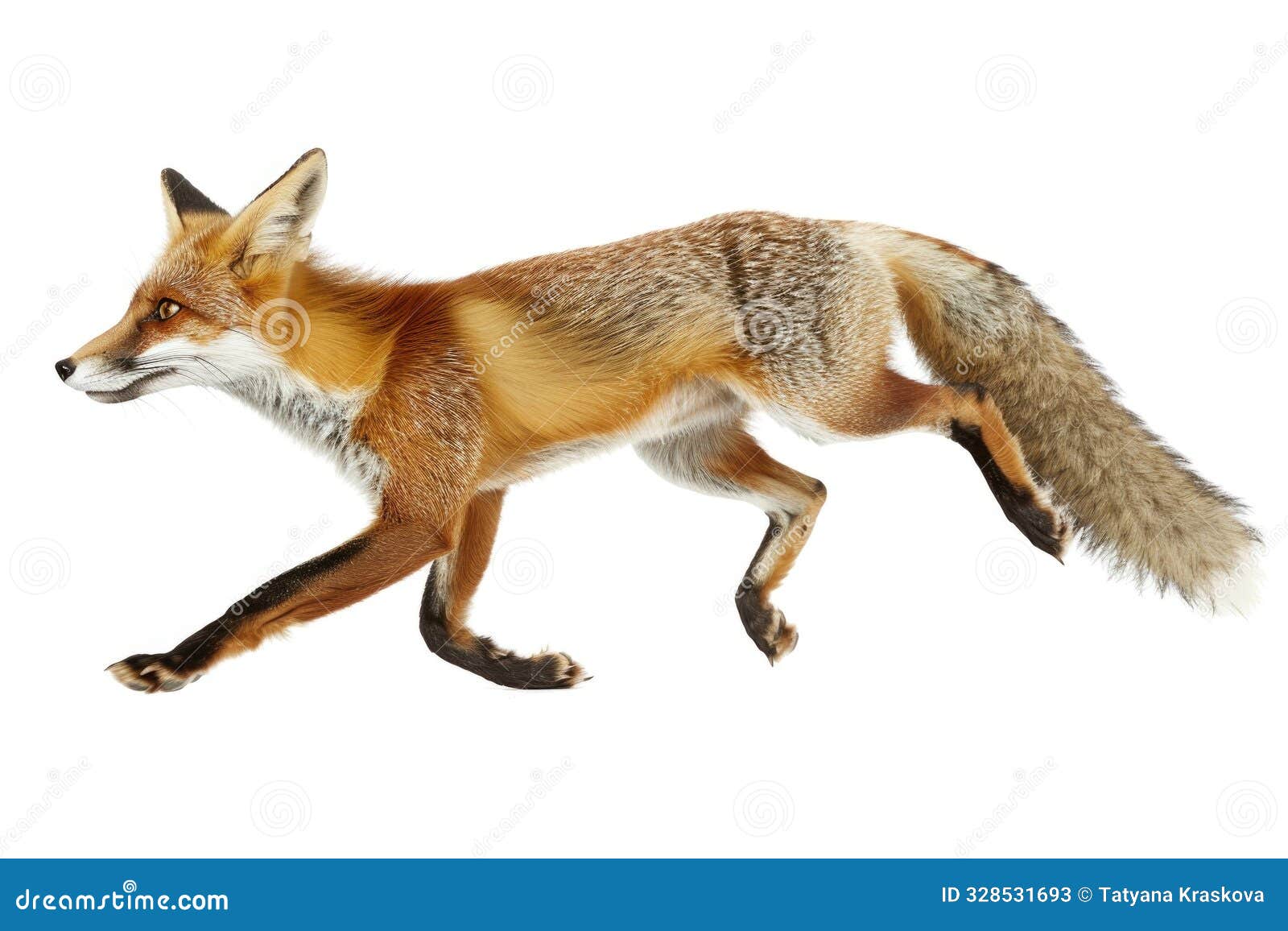 a fox sprinting in full motion
