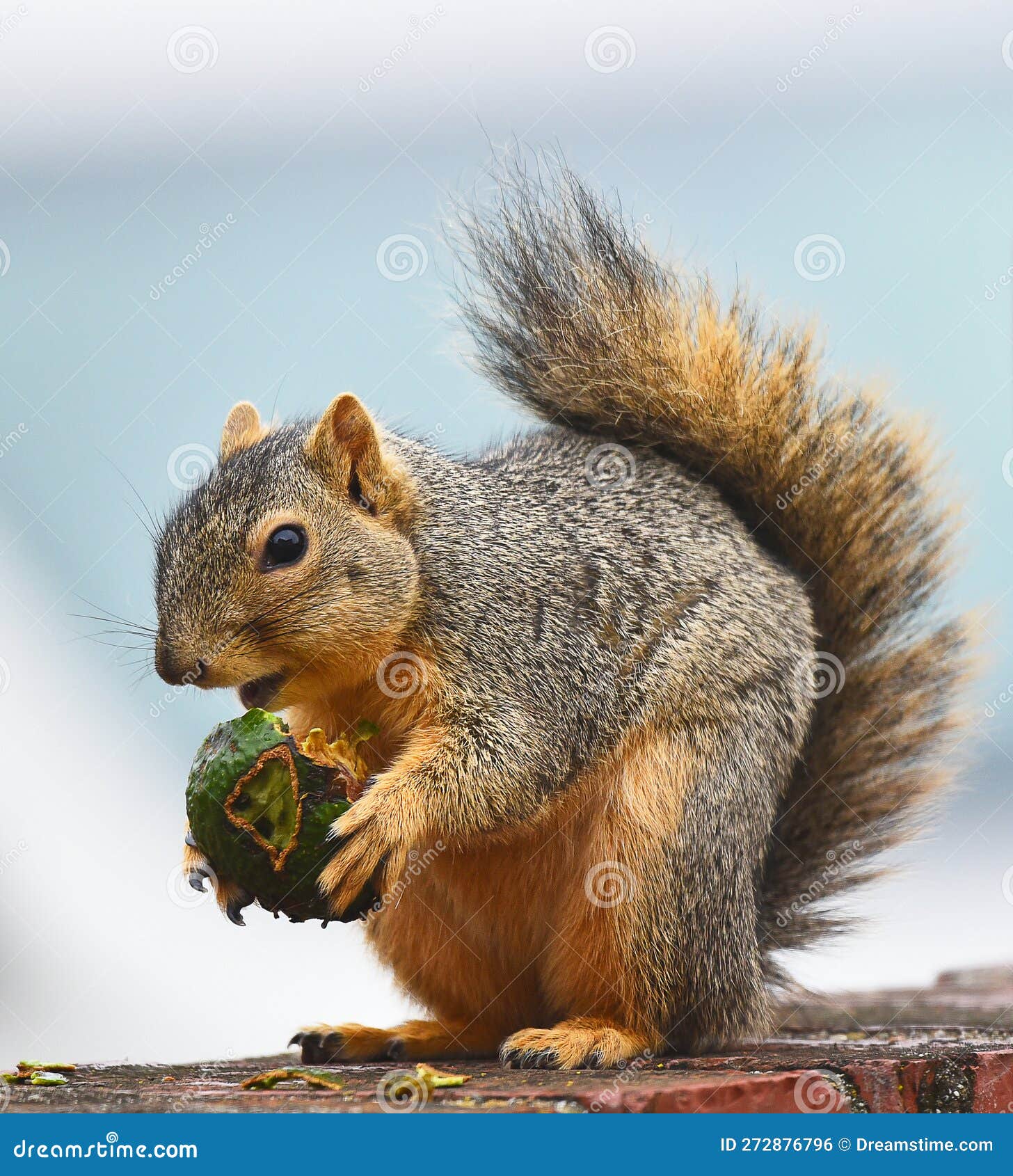 Fox Squirrel, Sciurus Niger, Eating an Avocado Stock Photo Image of