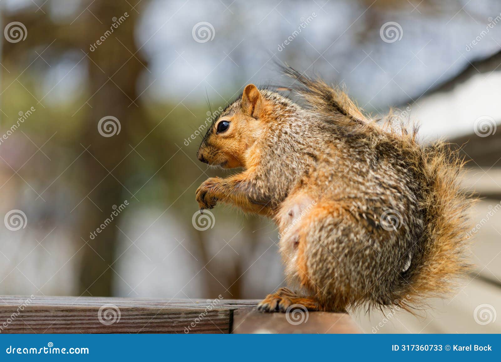 the fox squirrel (sciurus niger)