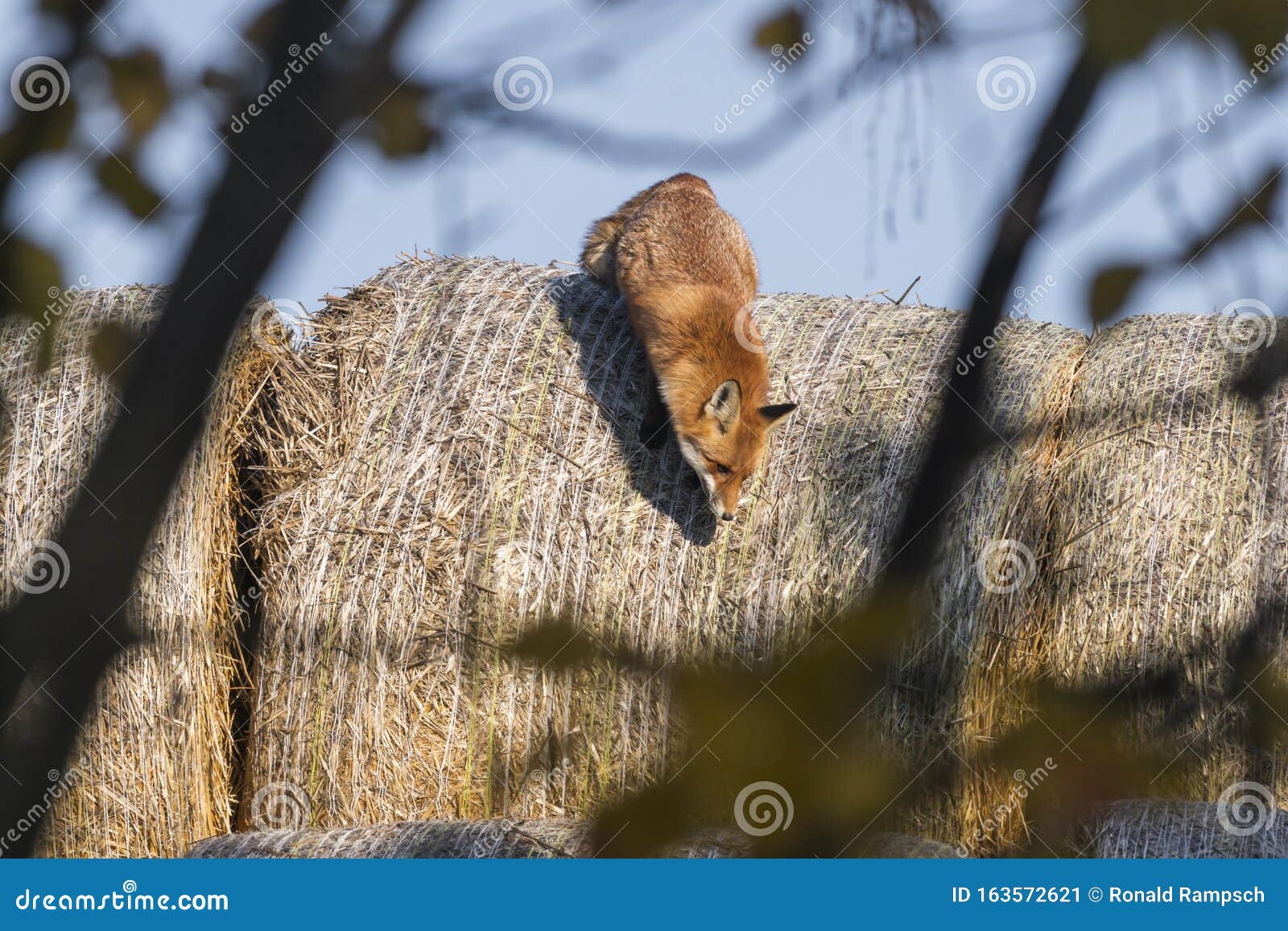 A fox on straw bales stock image. Image of straw, bales 163572621