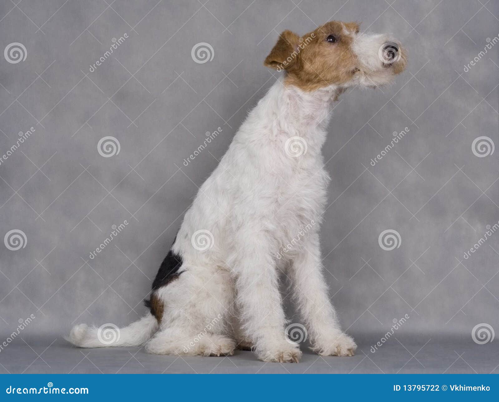 Fox terrier stock photo. Image of affectionate, shiny 13795722