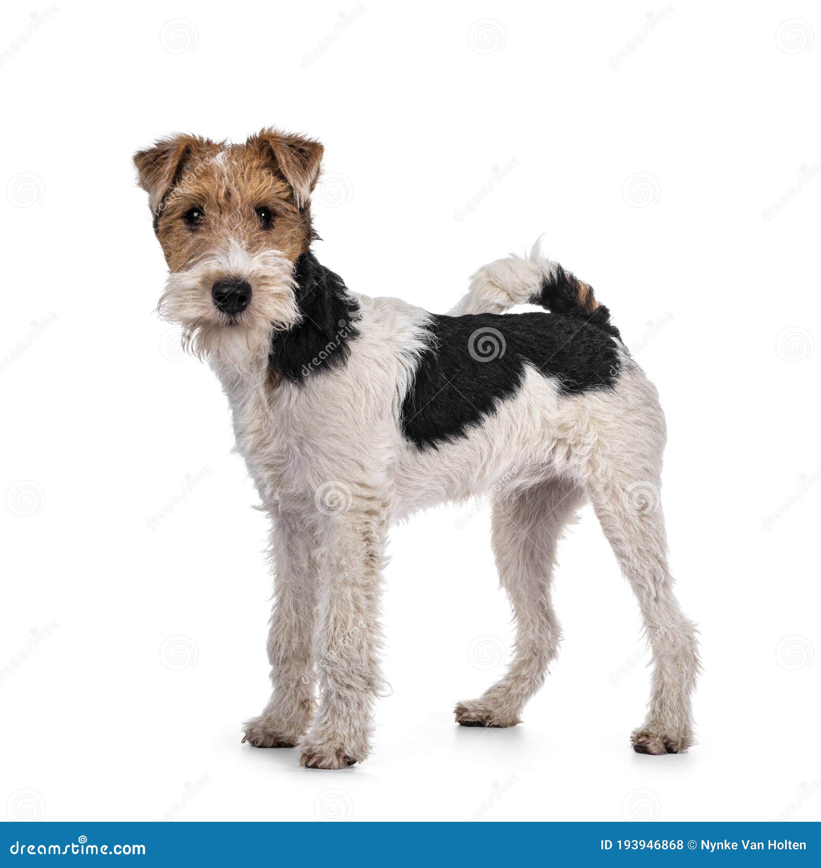white haired fox terrier