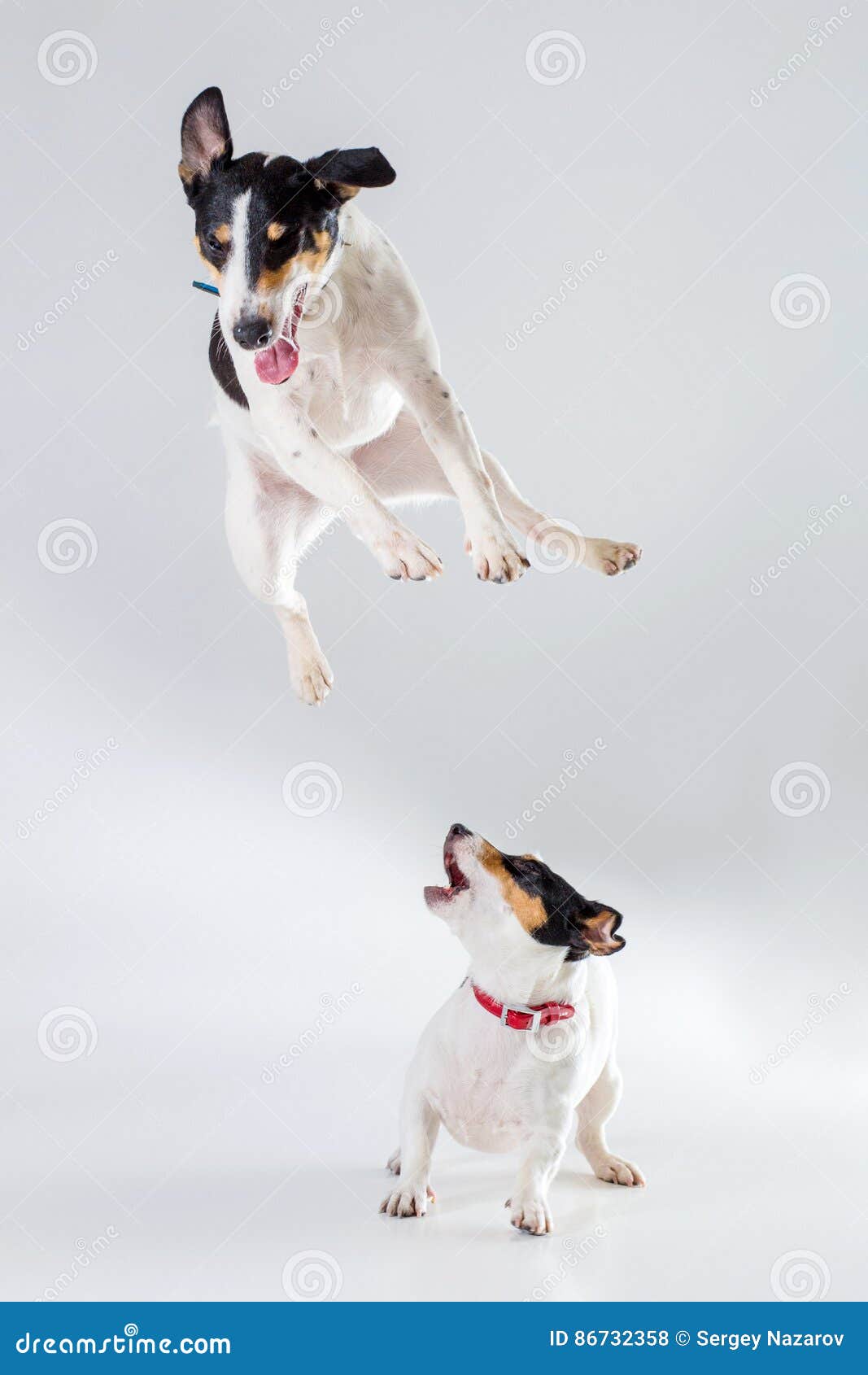 fox terrier jack russell terrier