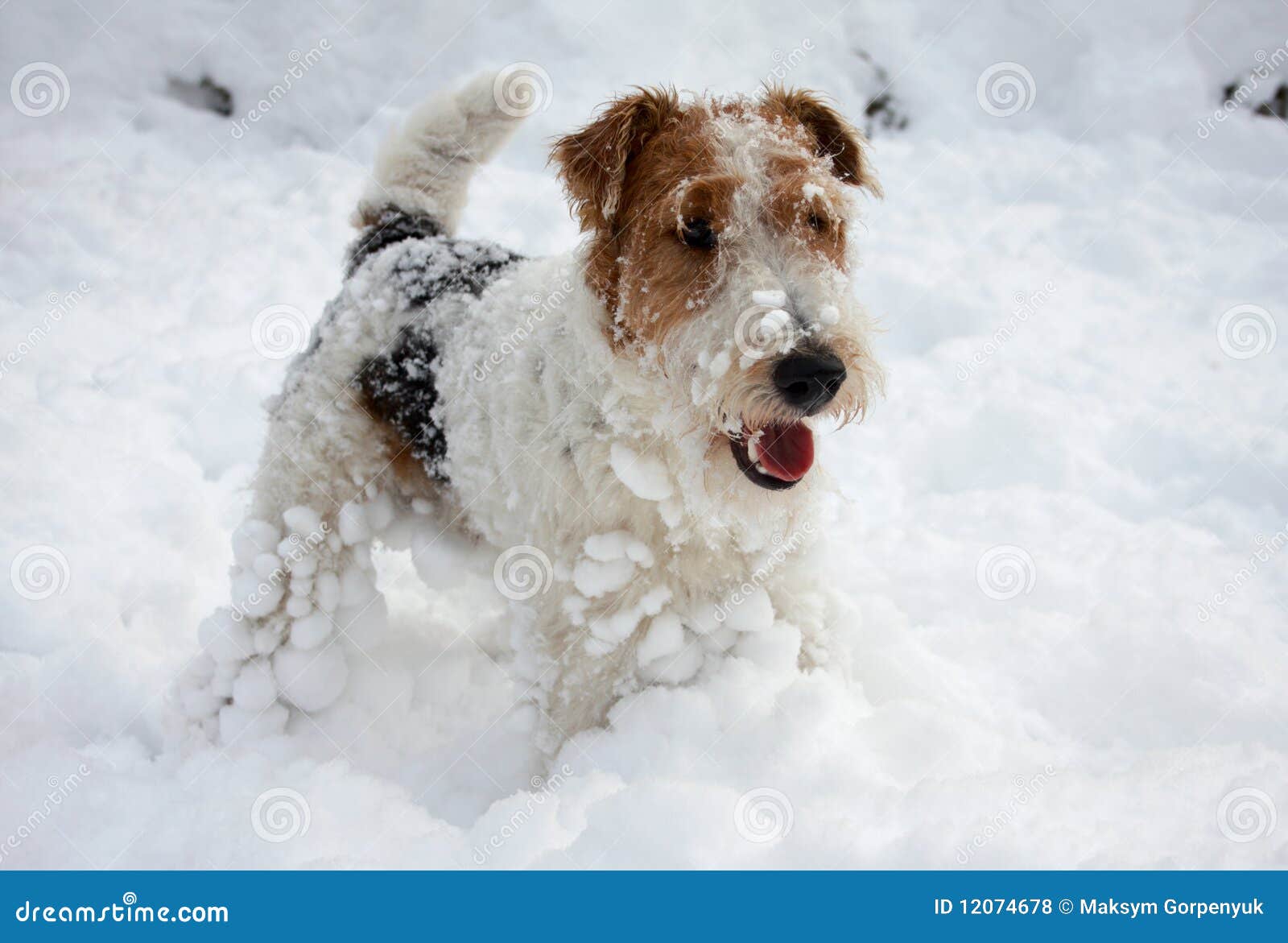 snow terrier