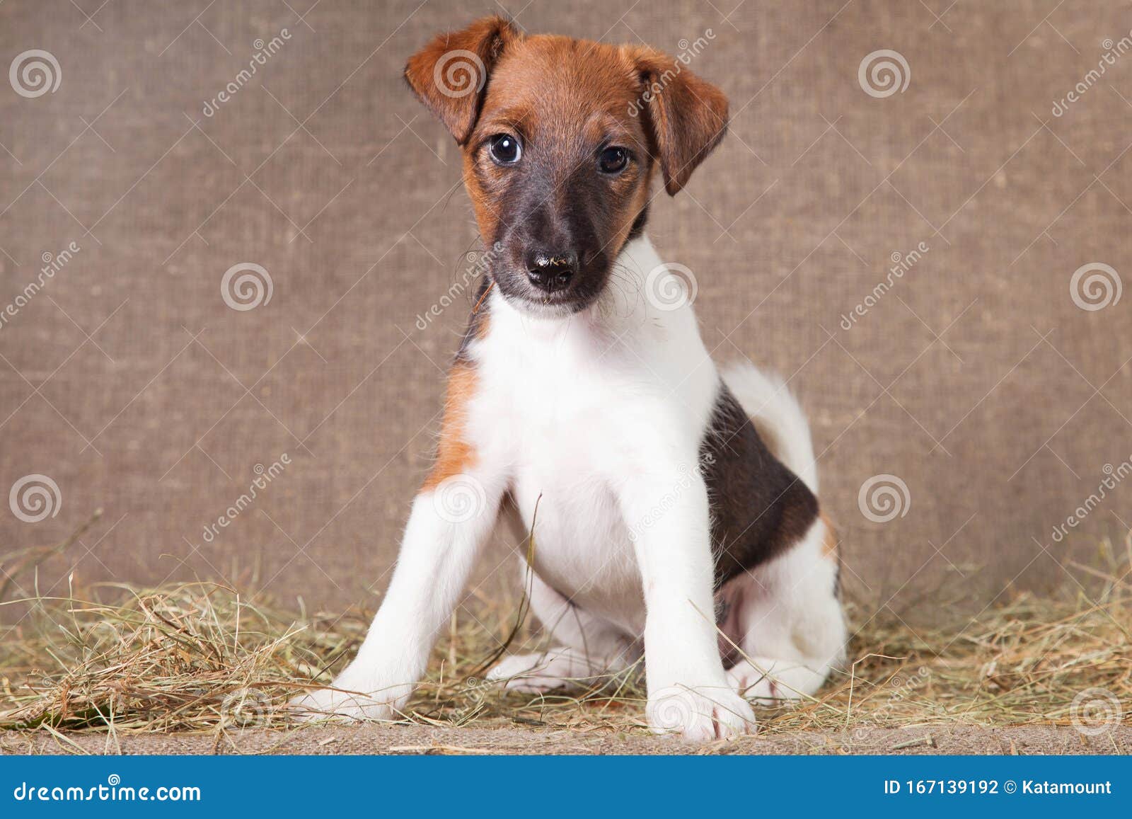 Fox Terrier Puppy Sits on a Sack Covered with Hay Stock Photo - Image of  funny, fourlegged: 167139192