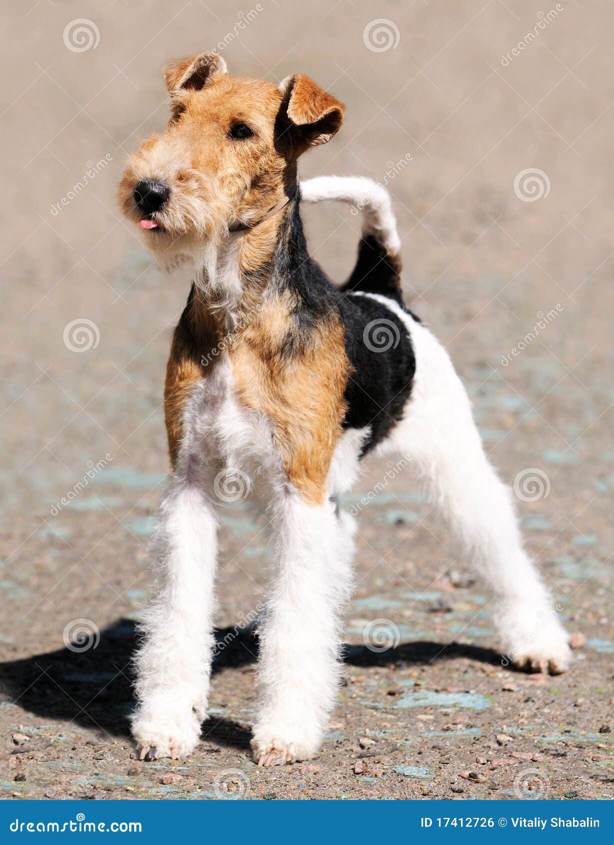 fox terrier standing