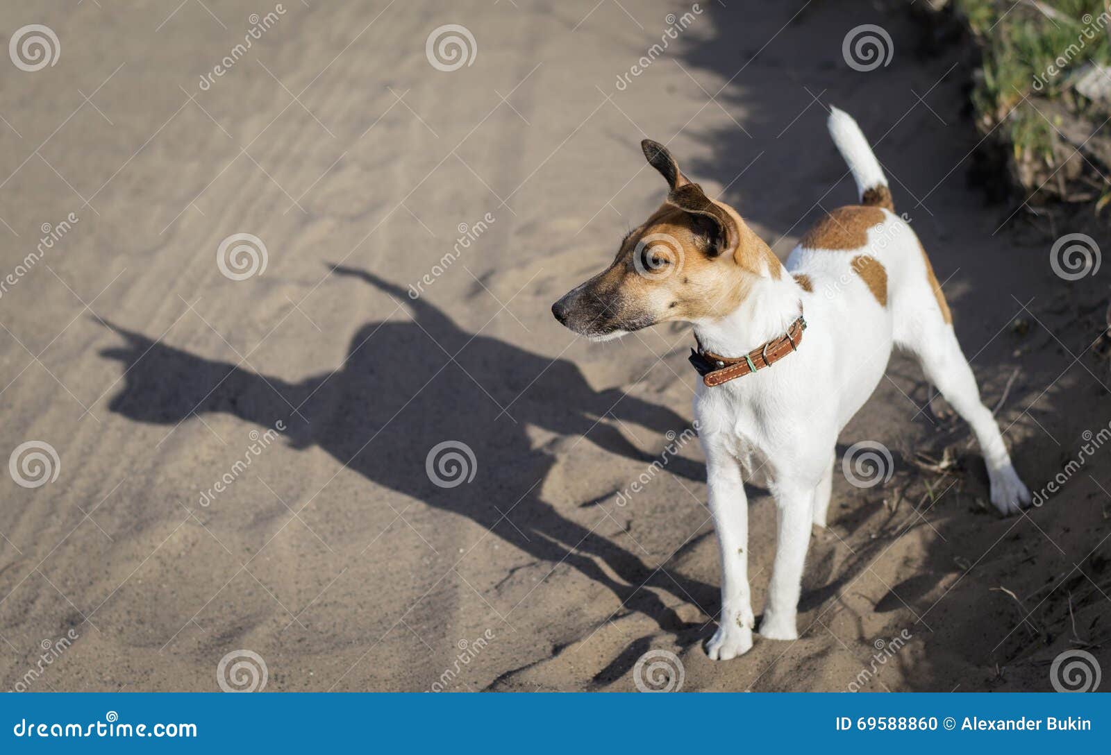 Fox Terrier a Young Dog, on the Nature Stock Photo Image of affectionate, cheerful 69588860