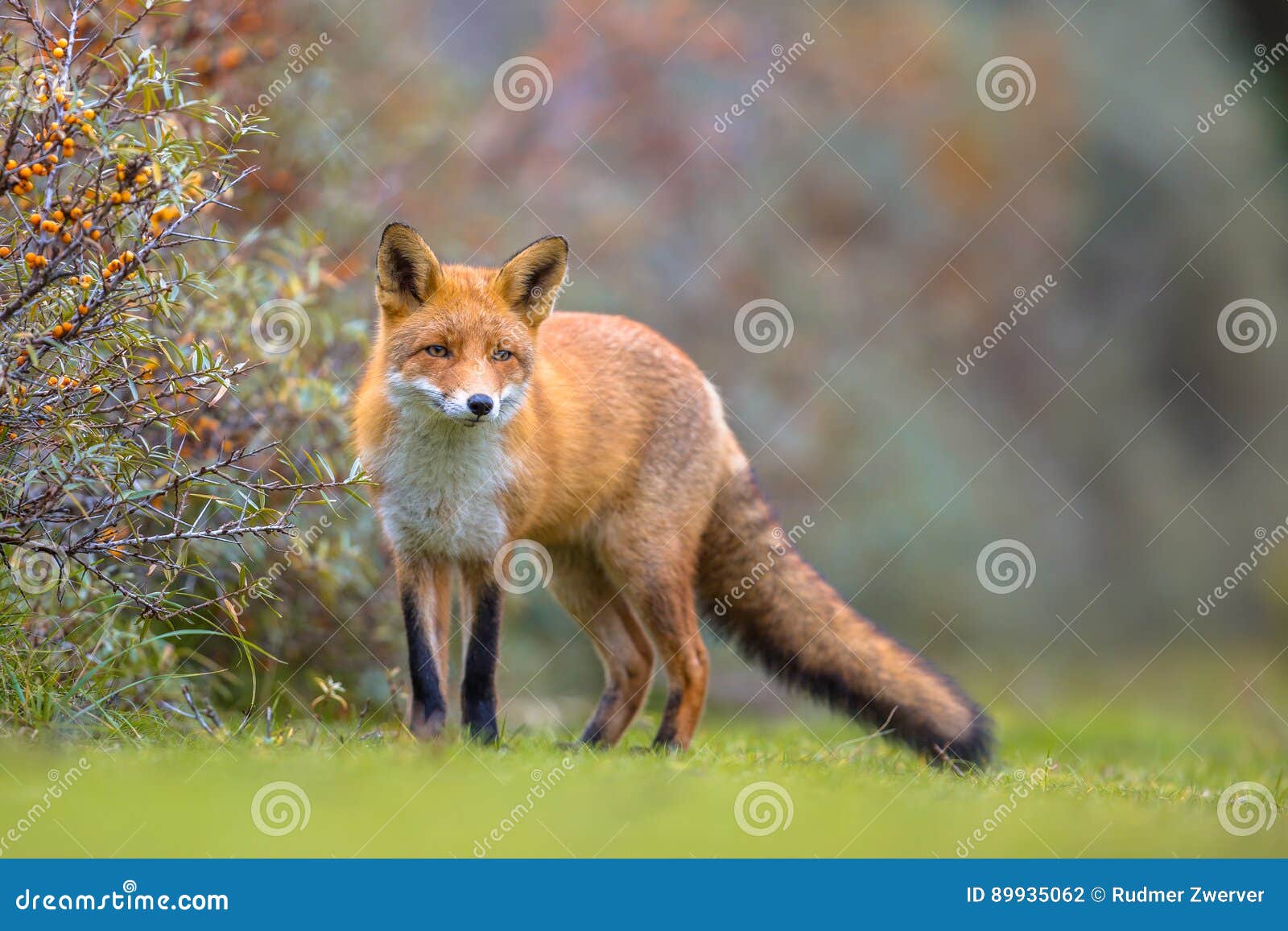 fox walking in dune vegetation