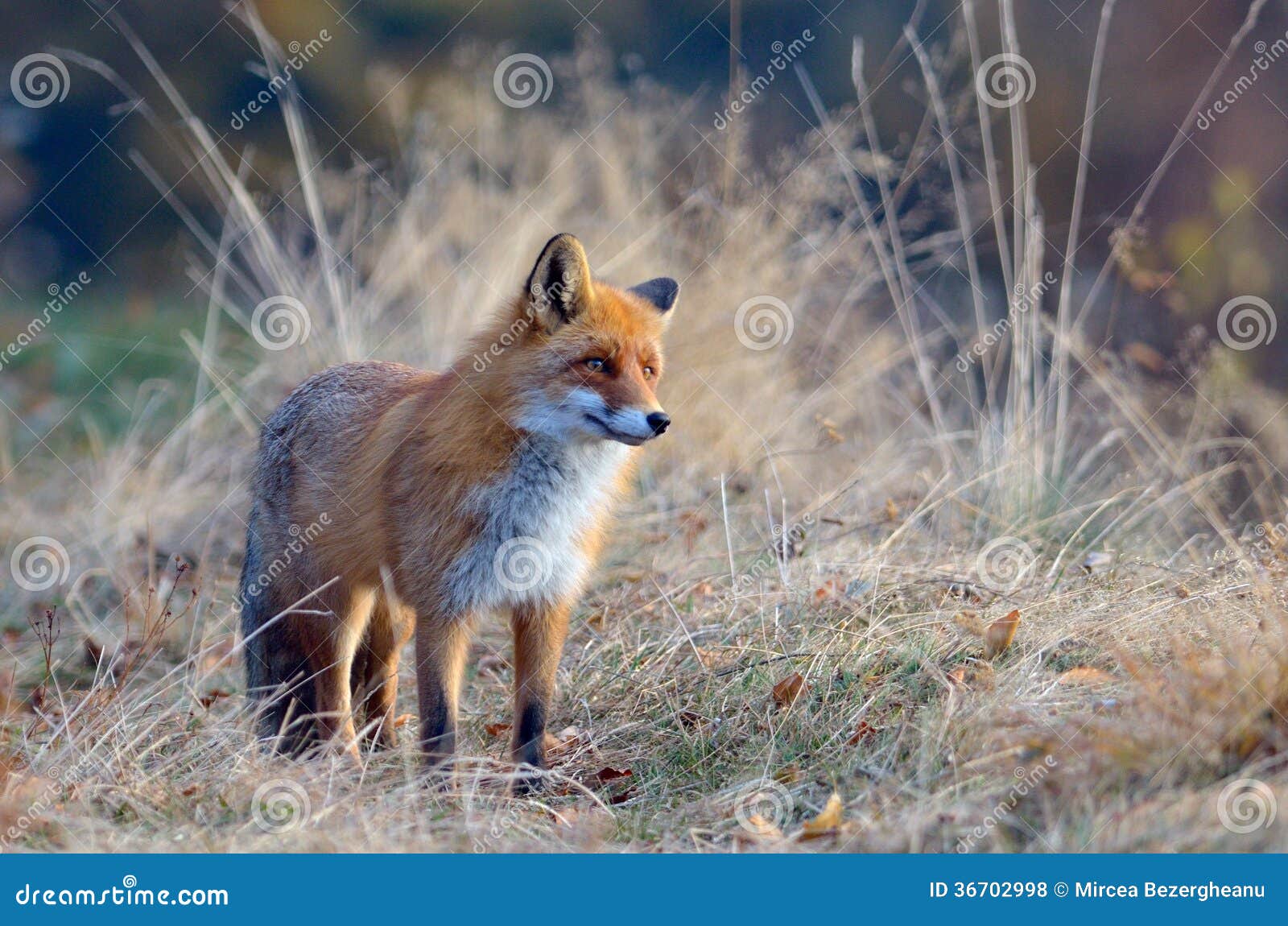 fox in the wildlife