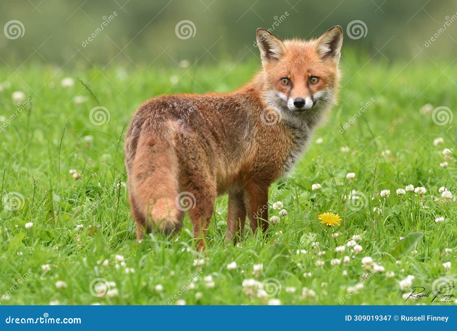 red fox scientific name: vulpes vulpes