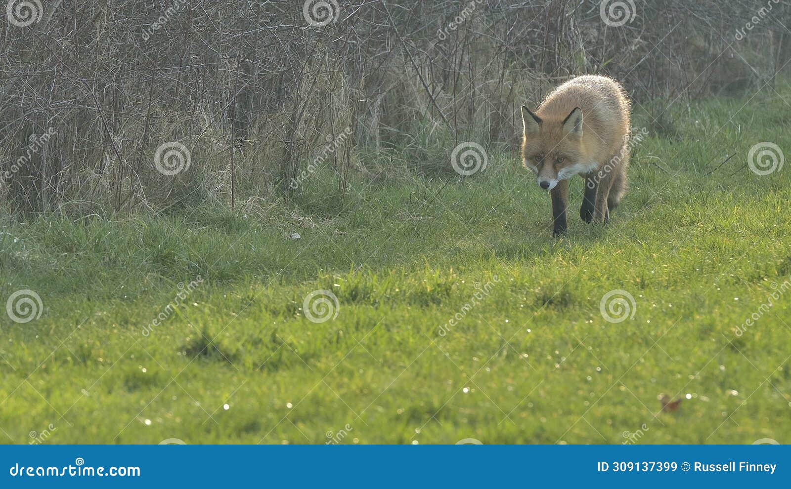 red fox scientific name: vulpes vulpes