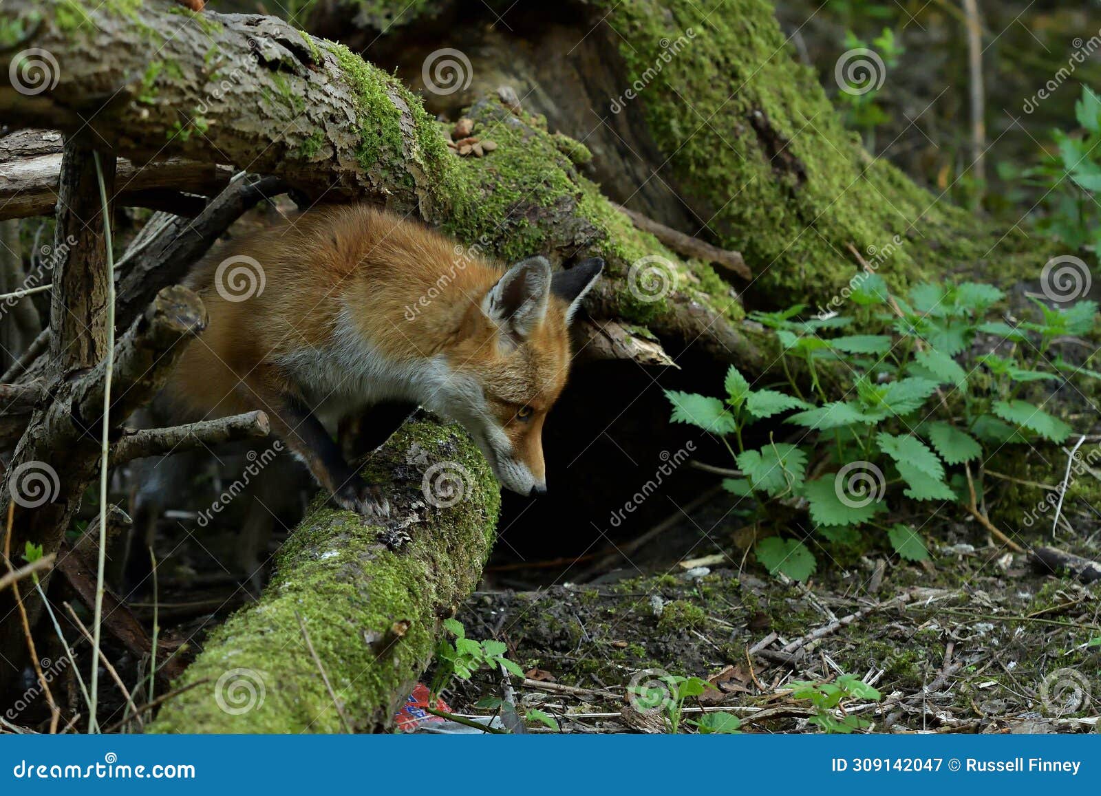 red fox scientific name: vulpes vulpes