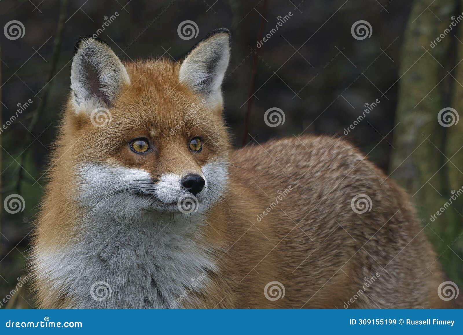 red fox scientific name: vulpes vulpes