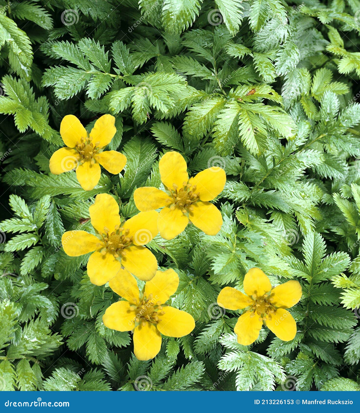 foxfinch, potentilla anserina