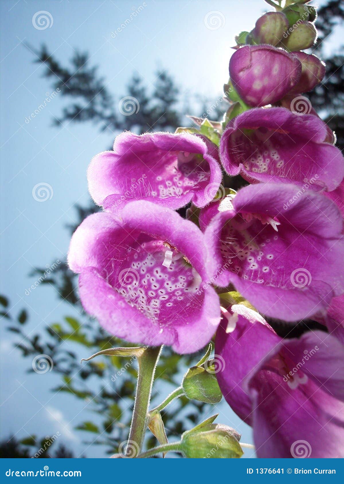 foxglove (digitalis purpurea)