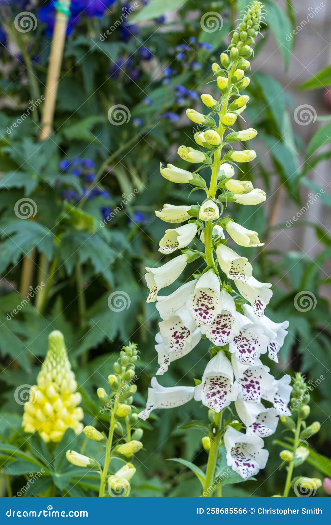 Foxglove digitalis stock photo. Image of natural, digitalis 258685566