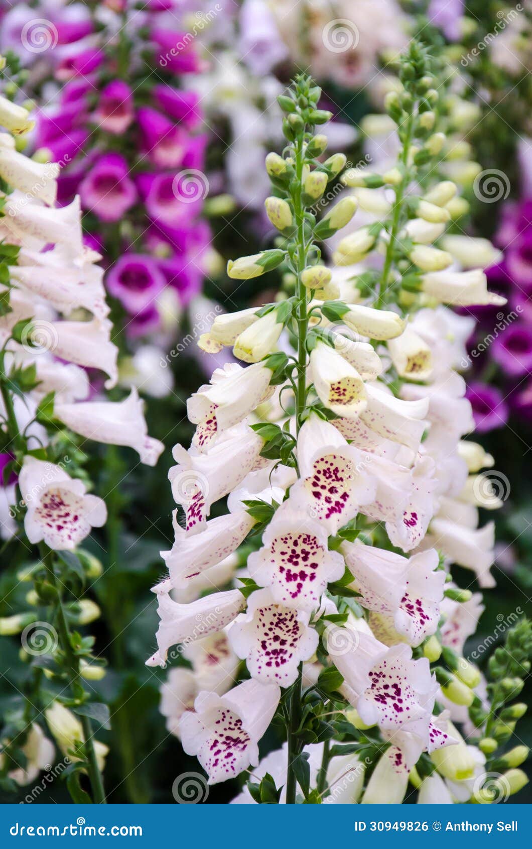 foxglove plant