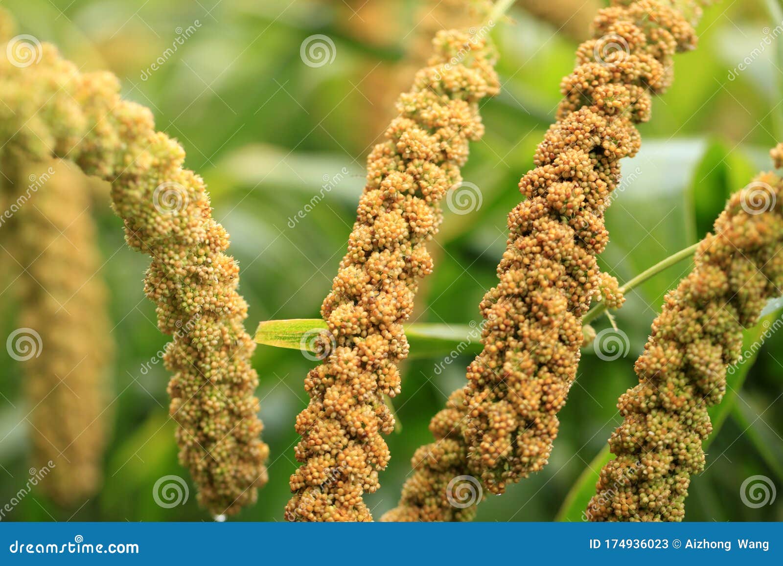 Foxtail millet stock image. Image of foxtail, healthy 174936023