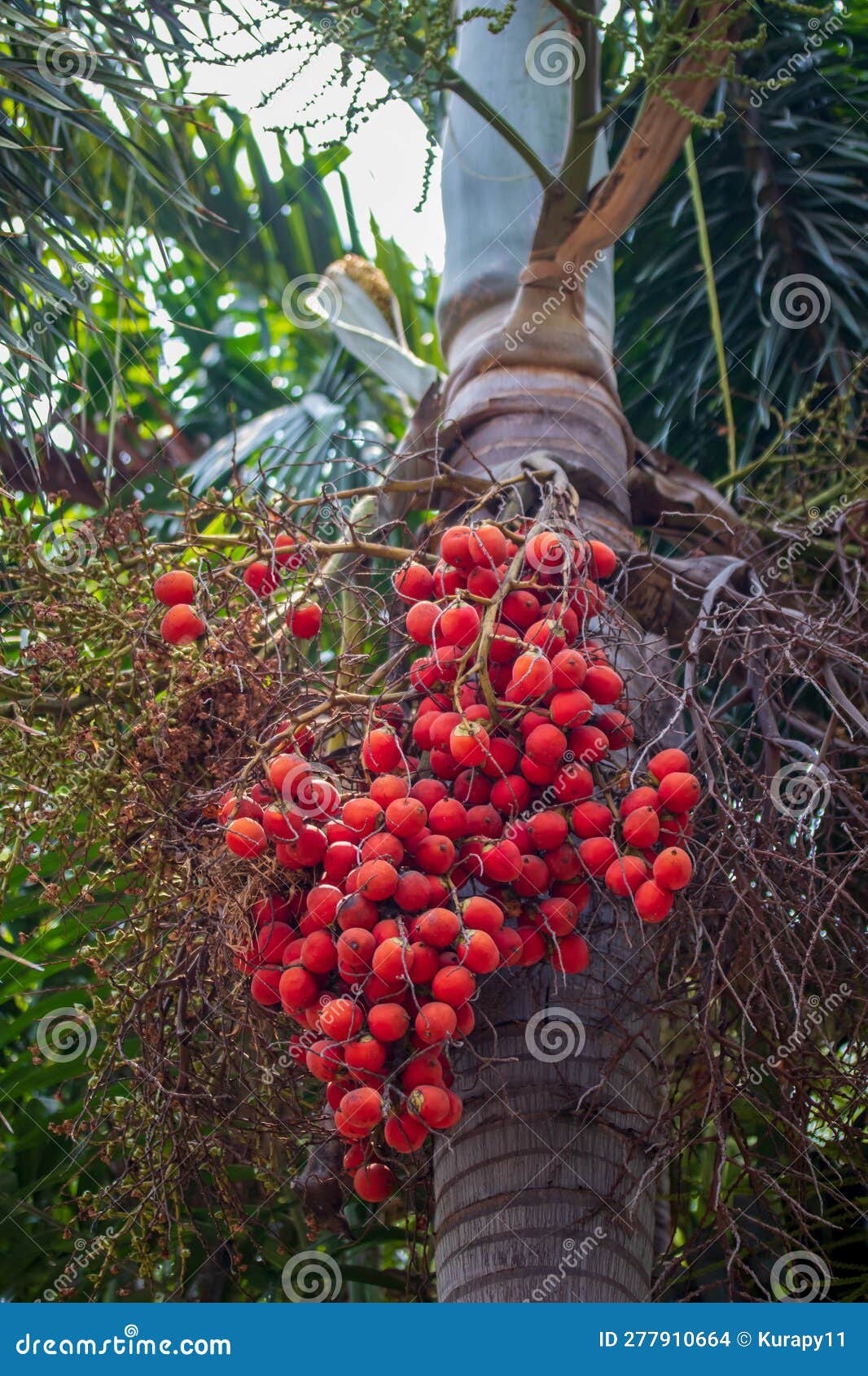 Foxtail Palm Fruit , Ripe Areca Nut Palm on Tree. Stock Photo Image