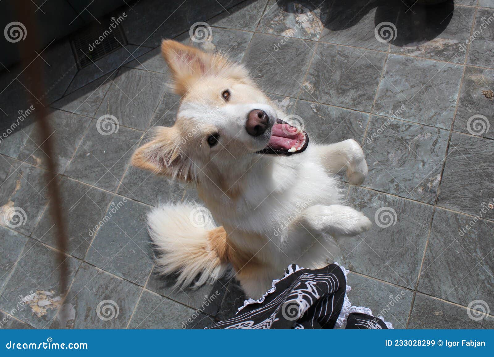 foxy look dog is begging